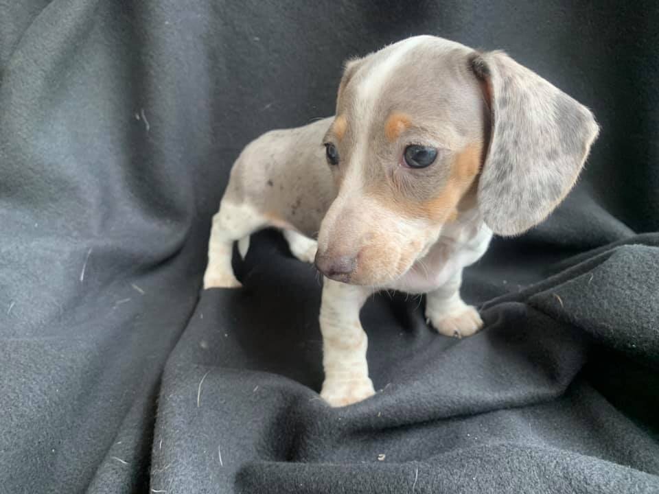 Bone is an adorable little male Dachshund puppy image 3