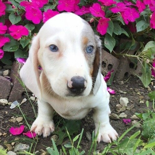 Bone is an adorable little male Dachshund puppy image 2