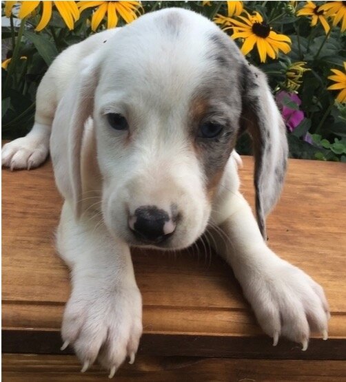Bone is an adorable little male Dachshund puppy image 1