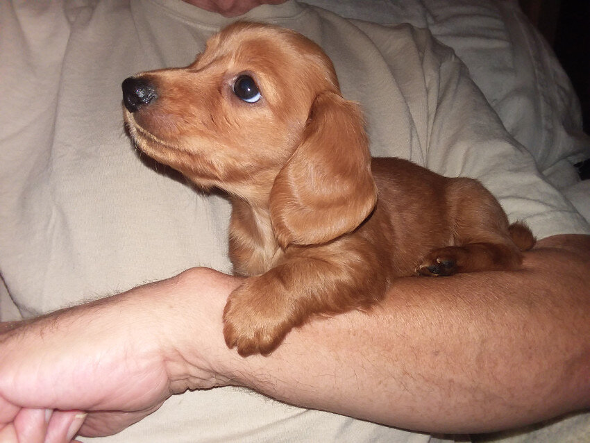 Lucy is a beautiful little female Dachshund puppy image 1
