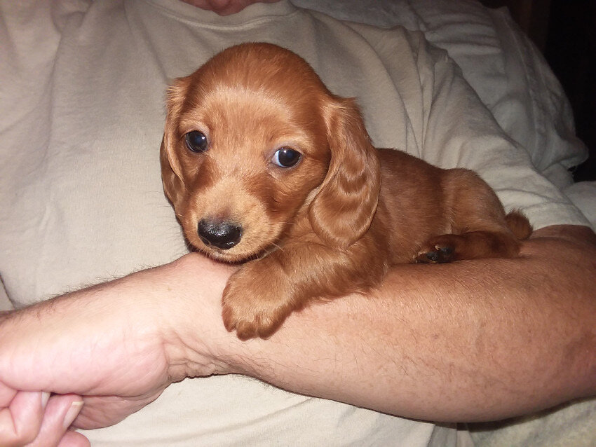Lucy is a beautiful little female Dachshund puppy image 2