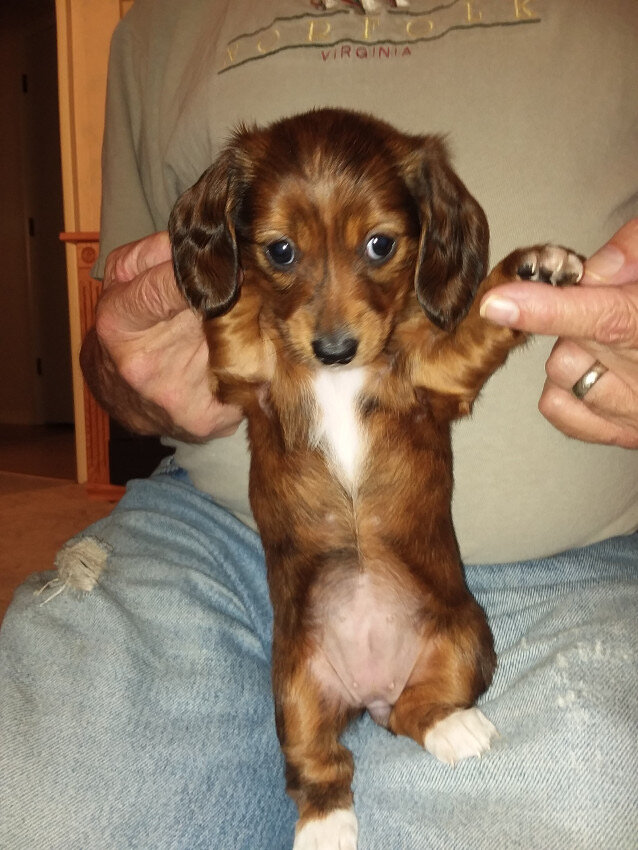 Barton is an adorable male Dachshund puppy image 2