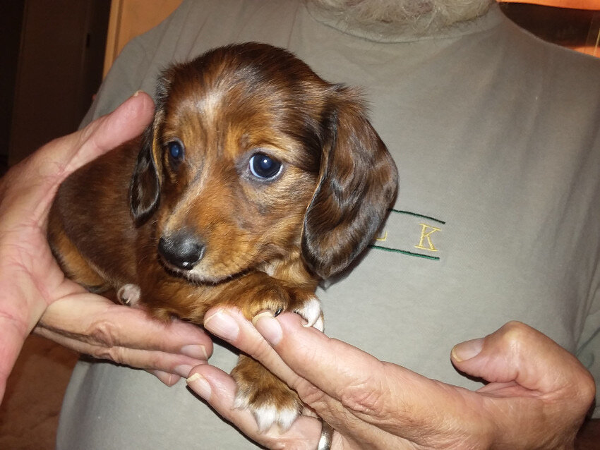 Barton is an adorable male Dachshund puppy image 1