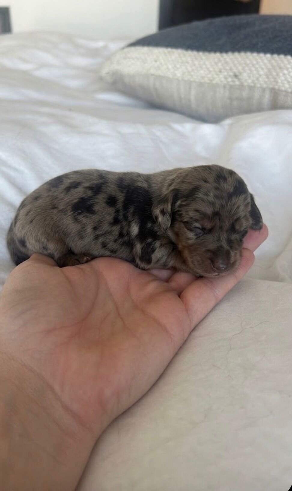 Long Hair Miniature Dachshunds image 2