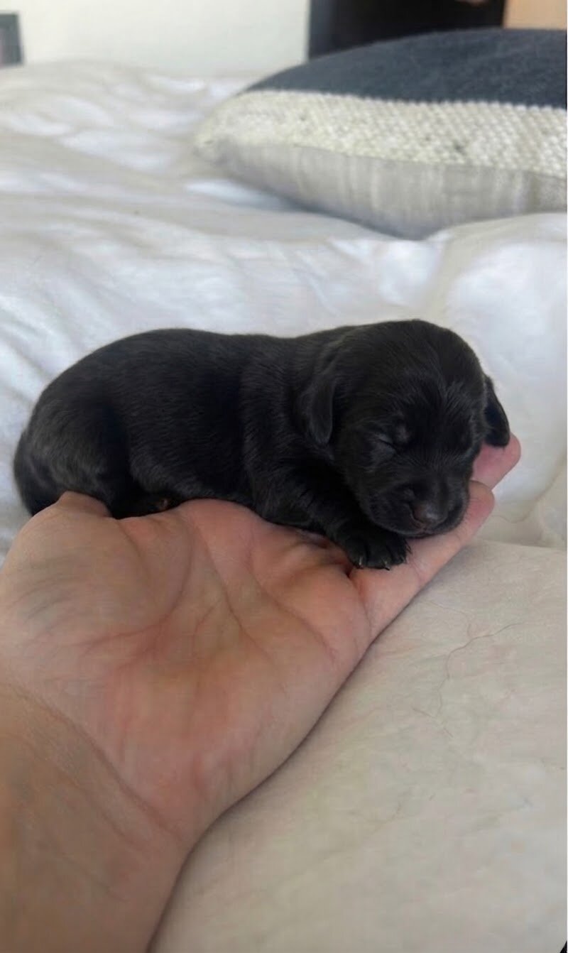 Long Hair Miniature Dachshunds image 5