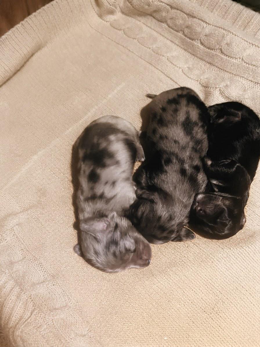Long Hair Miniature Dachshunds image 4