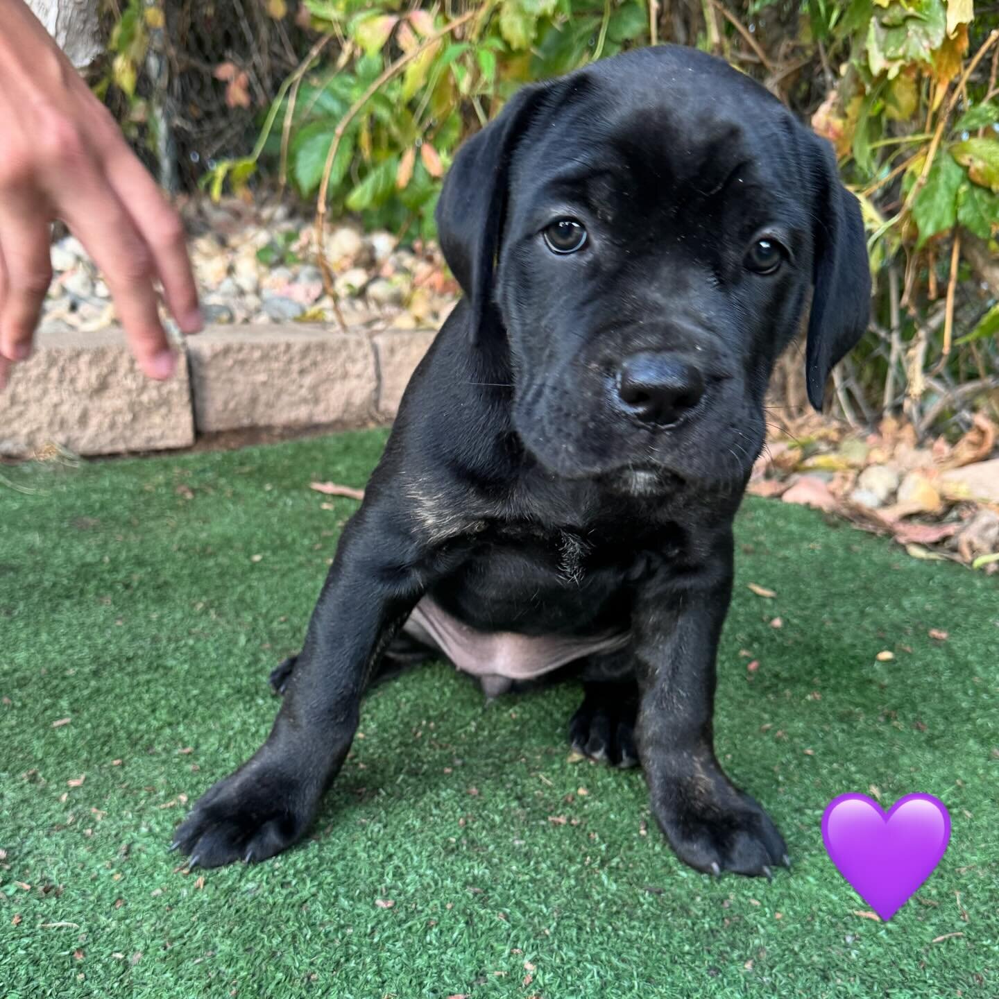 Cane corso image 1