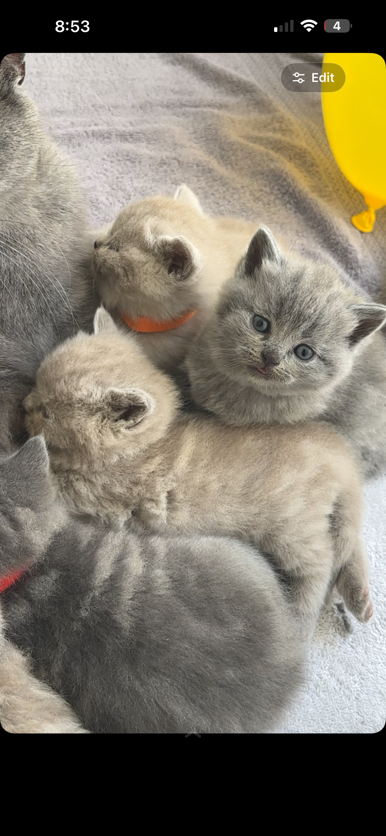 British shorthair kitten image 1