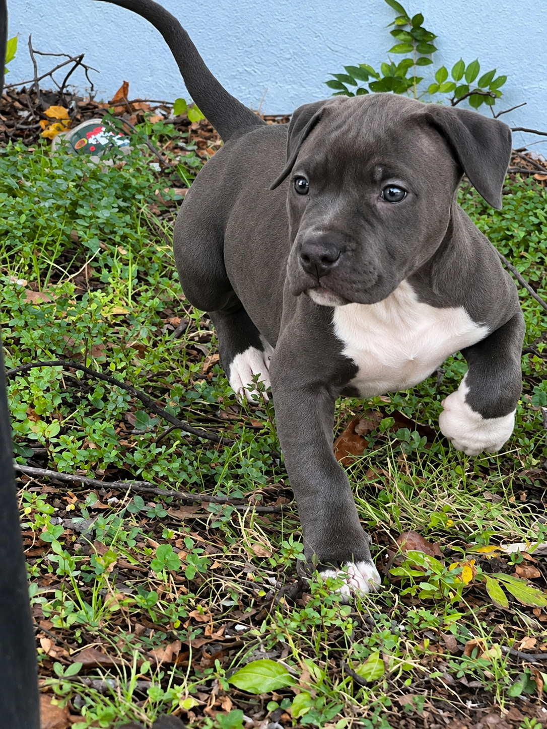 Xl American BULLYS image 1