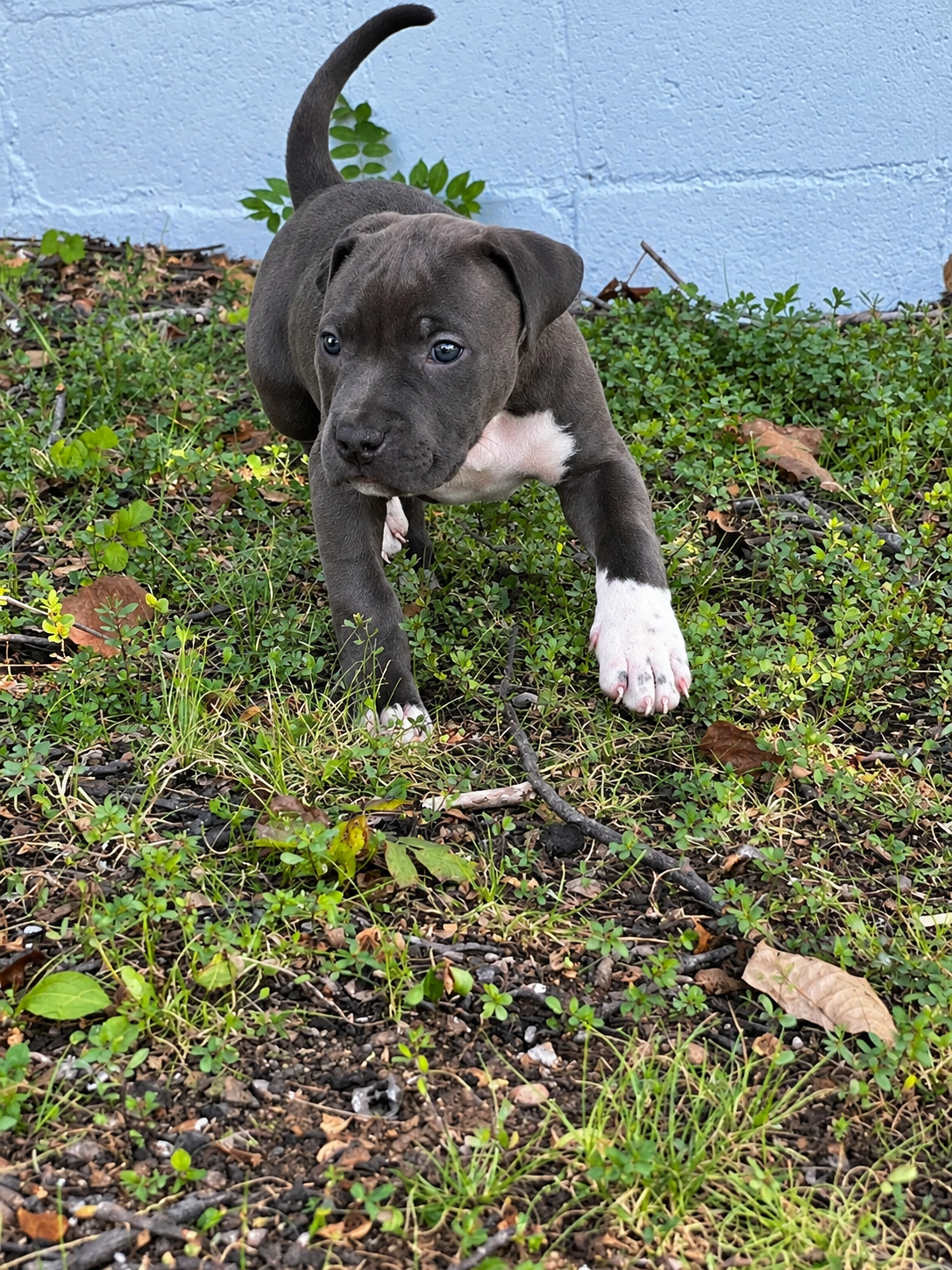 Xl American BULLYS image 2