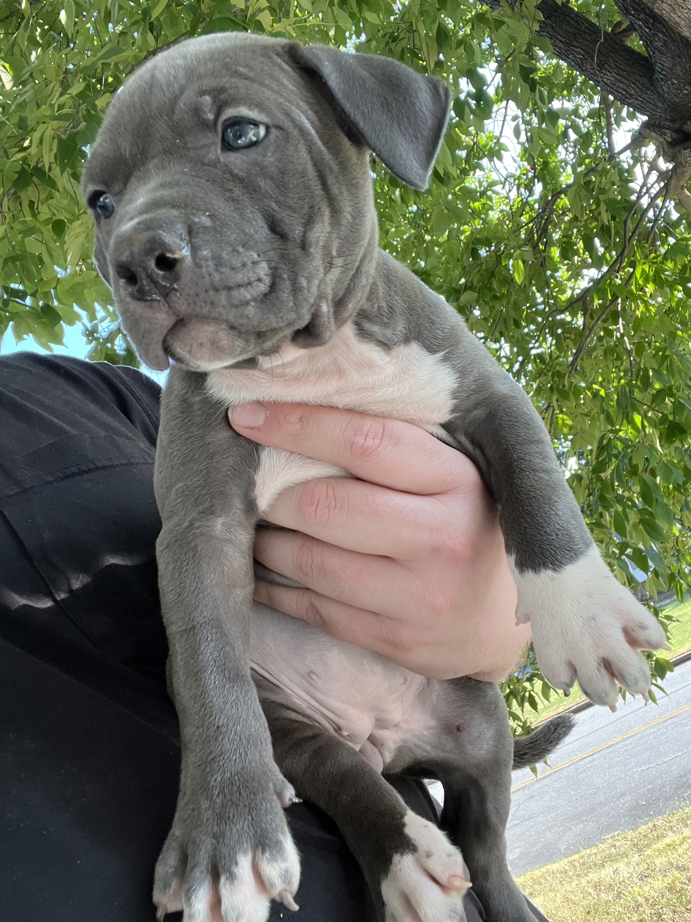 Xl American BULLYS image 3