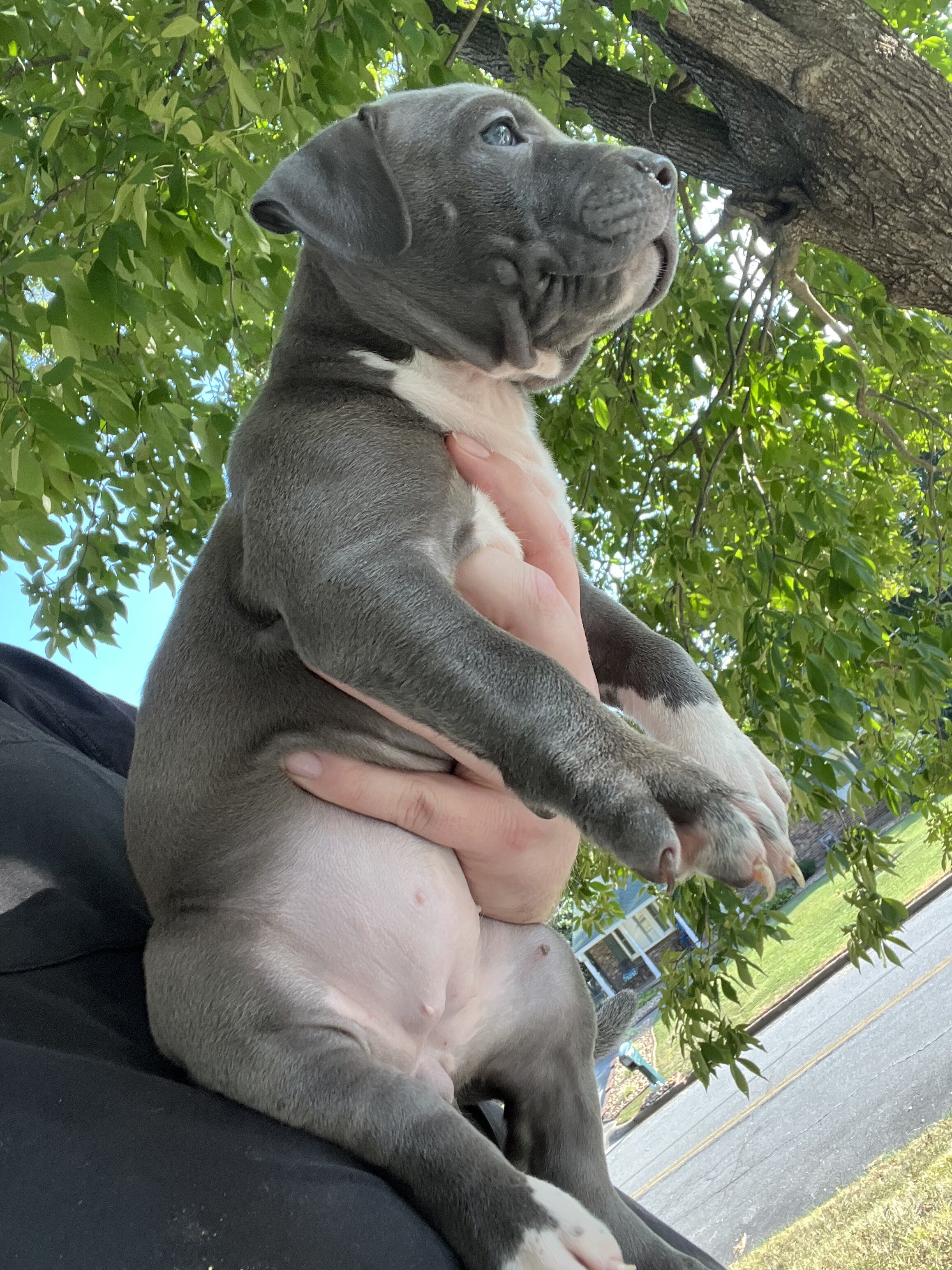 Xl American BULLYS image 4