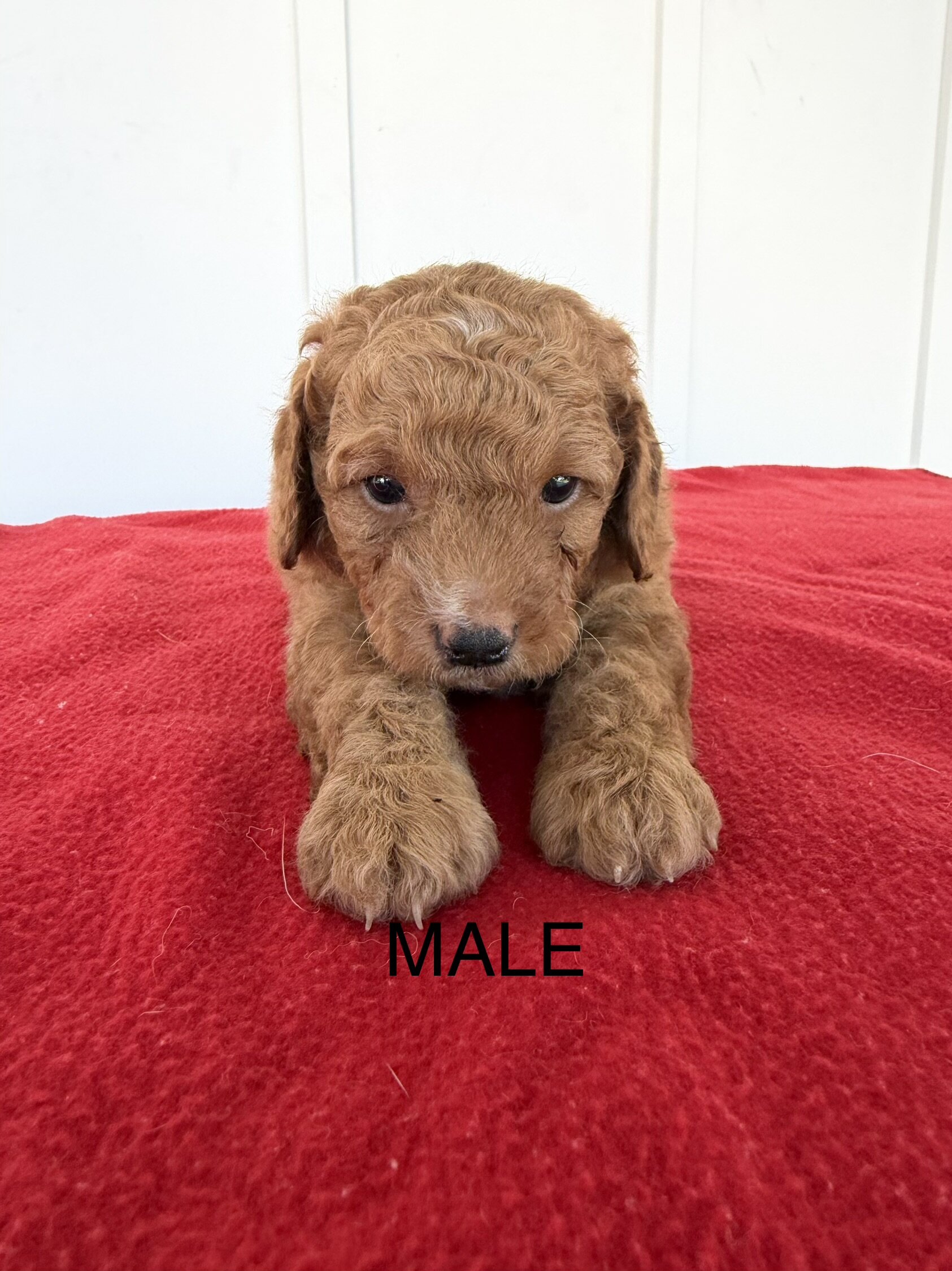 Mini Goldendoodles image 3