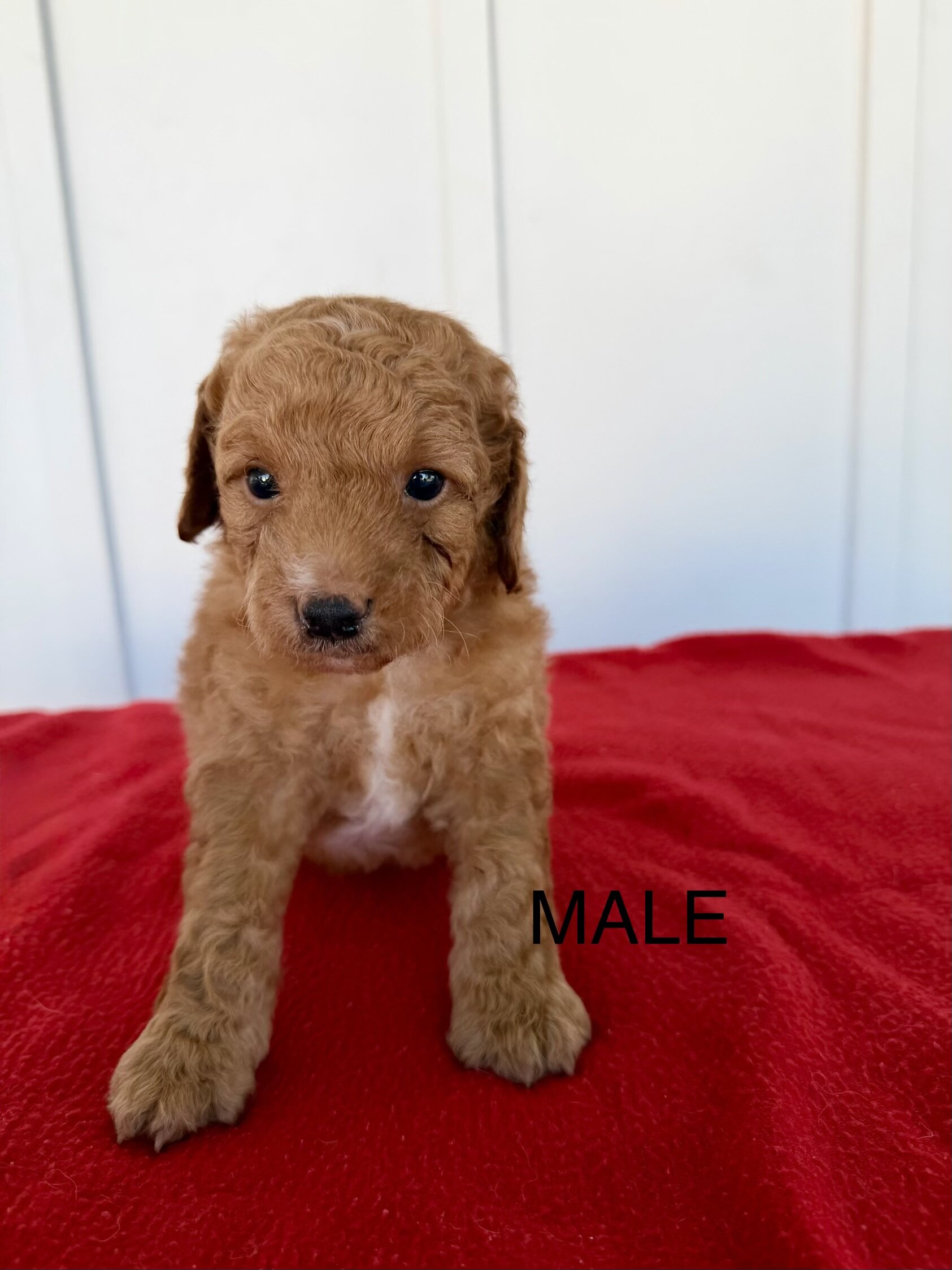 Mini Goldendoodles image 2
