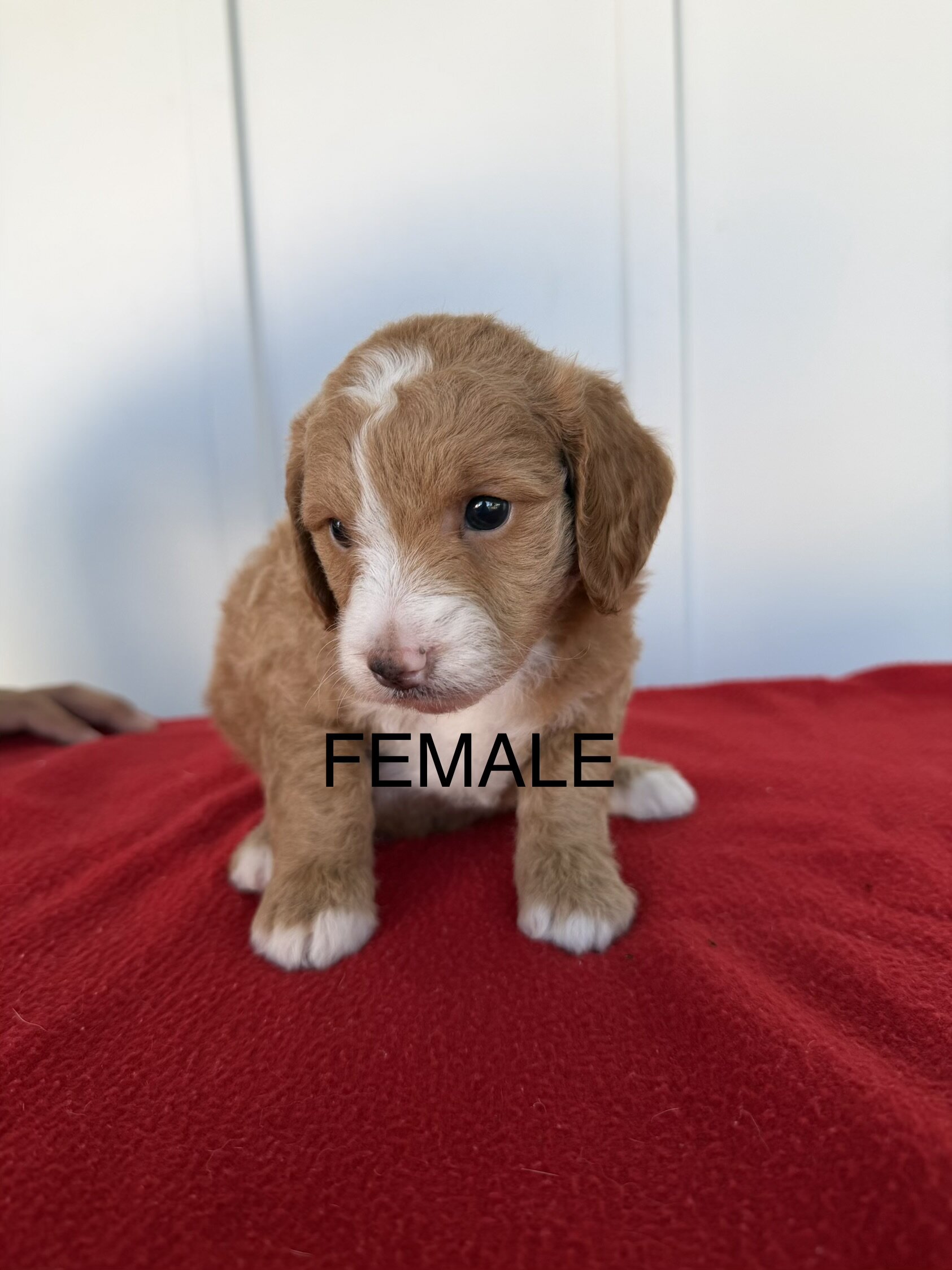 Mini Goldendoodles image 6