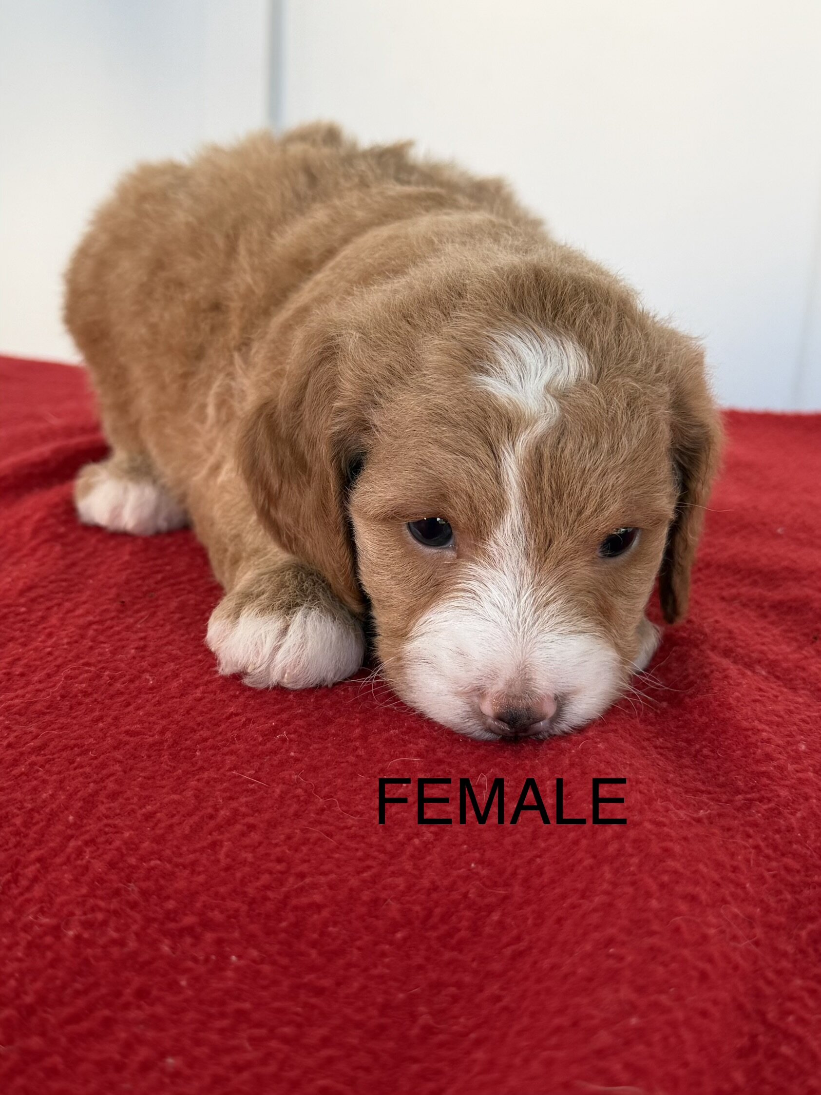 Mini Goldendoodles image 4