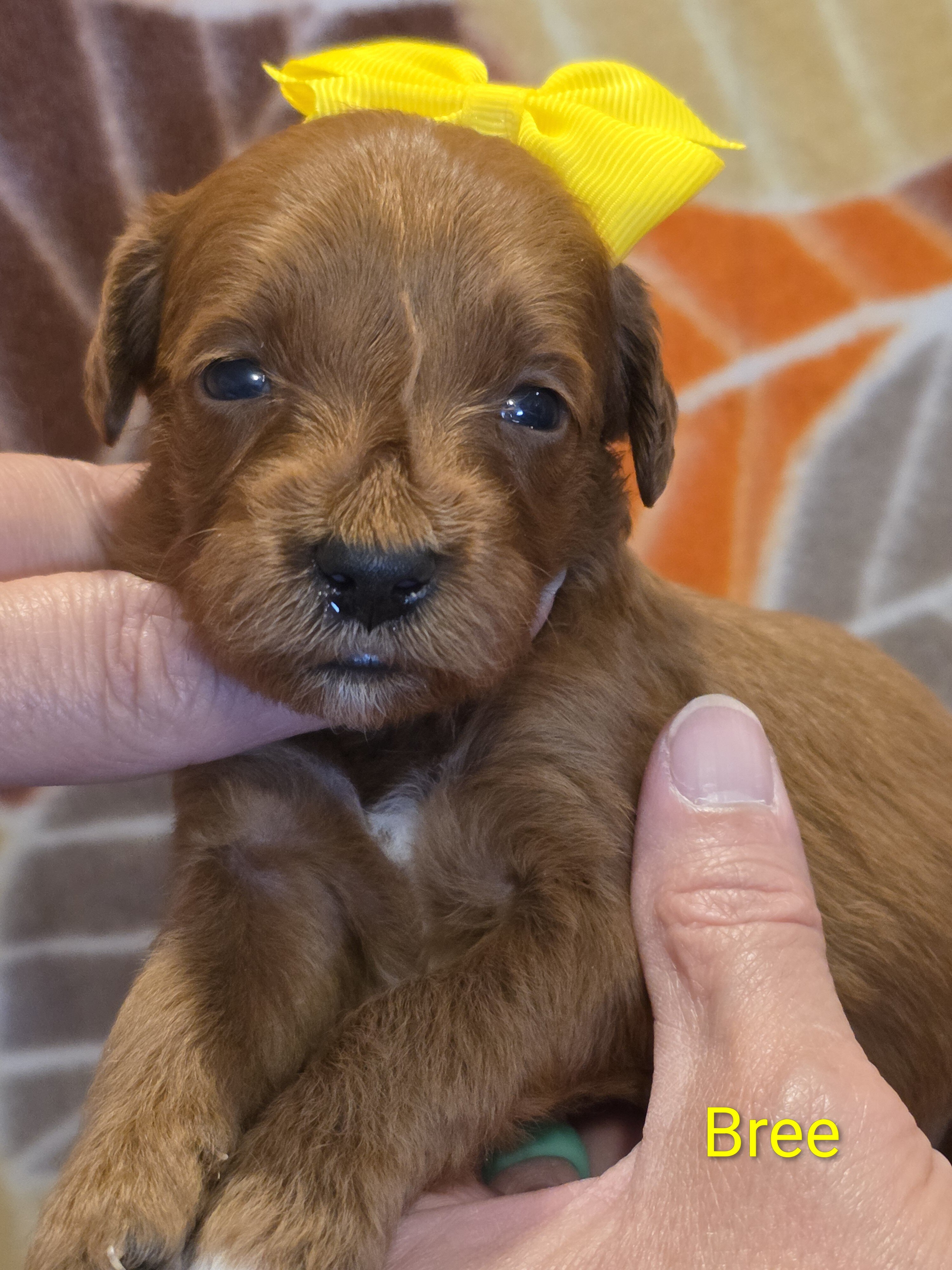 Miniature Goldendoodles image 1