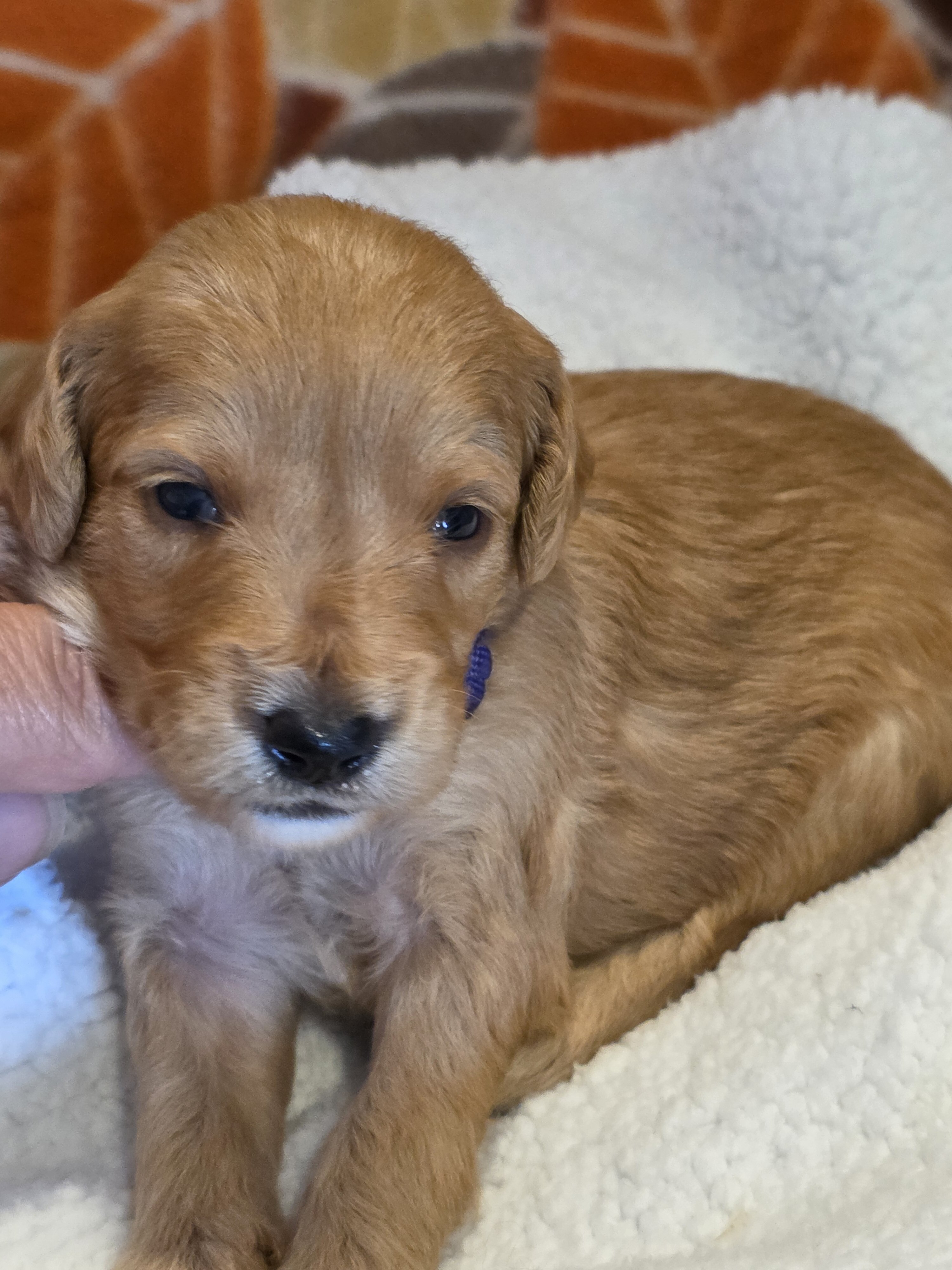 Miniature Goldendoodles image 3