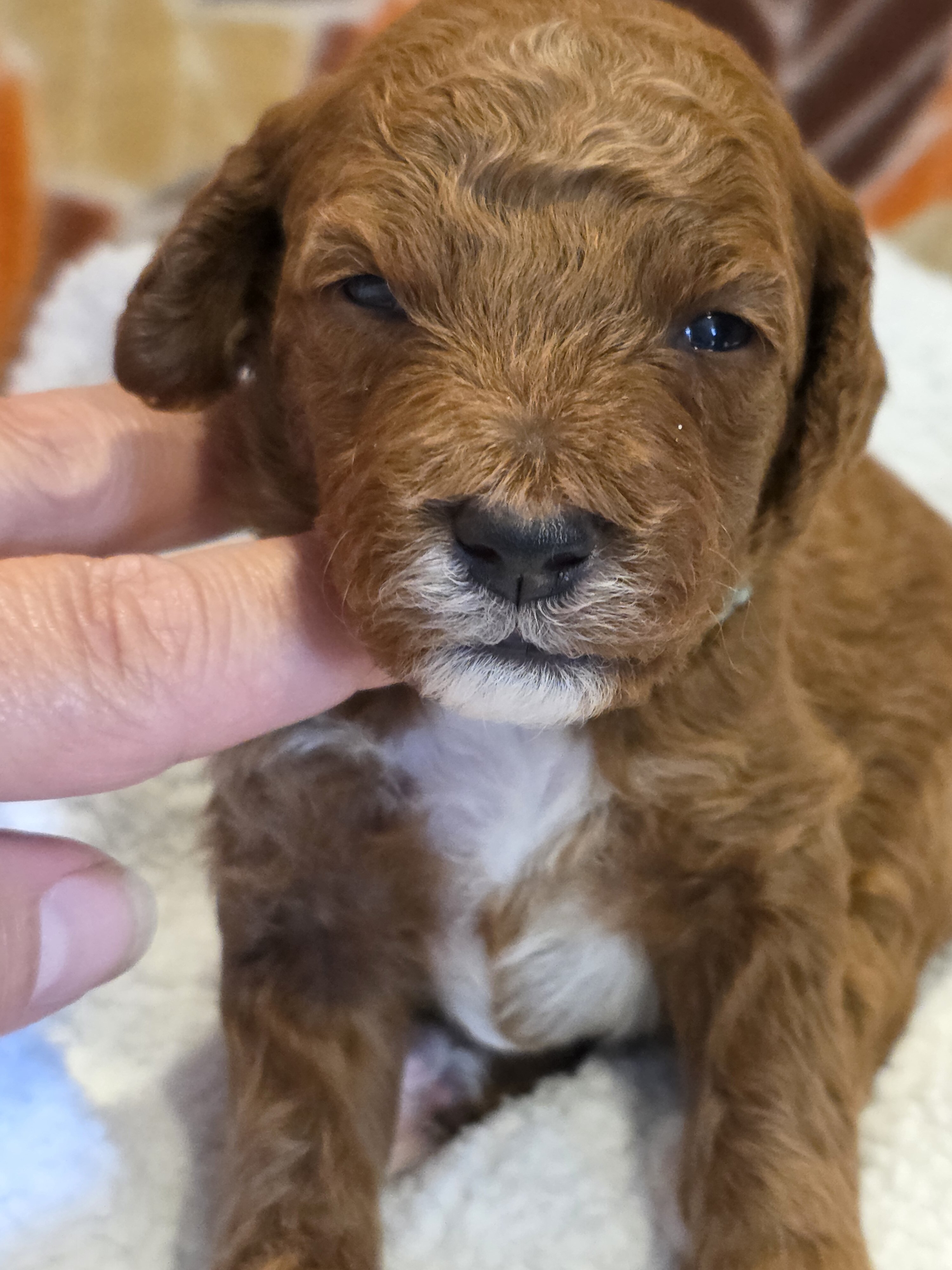 Miniature Goldendoodles image 4