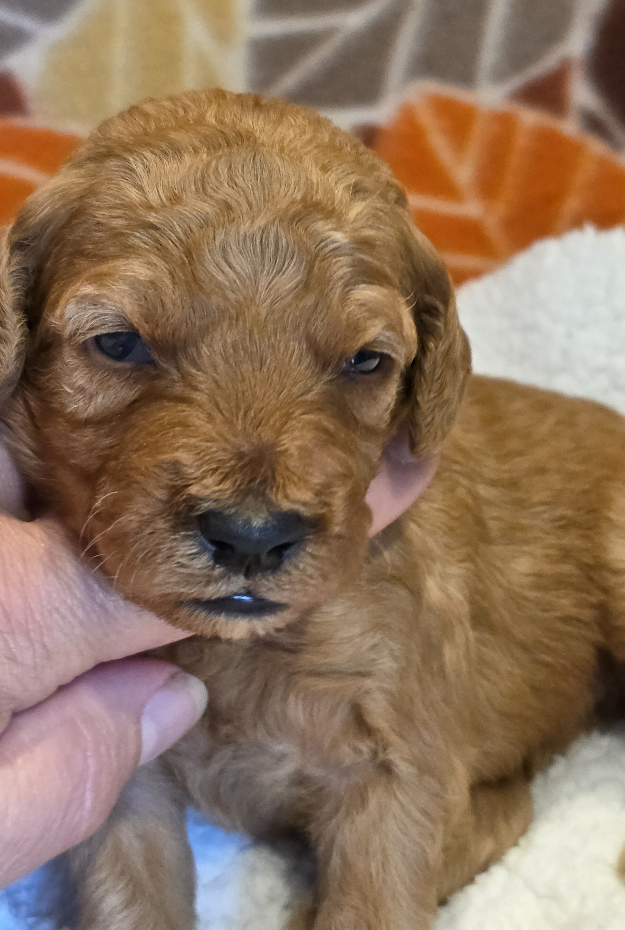 Miniature Goldendoodles image 5