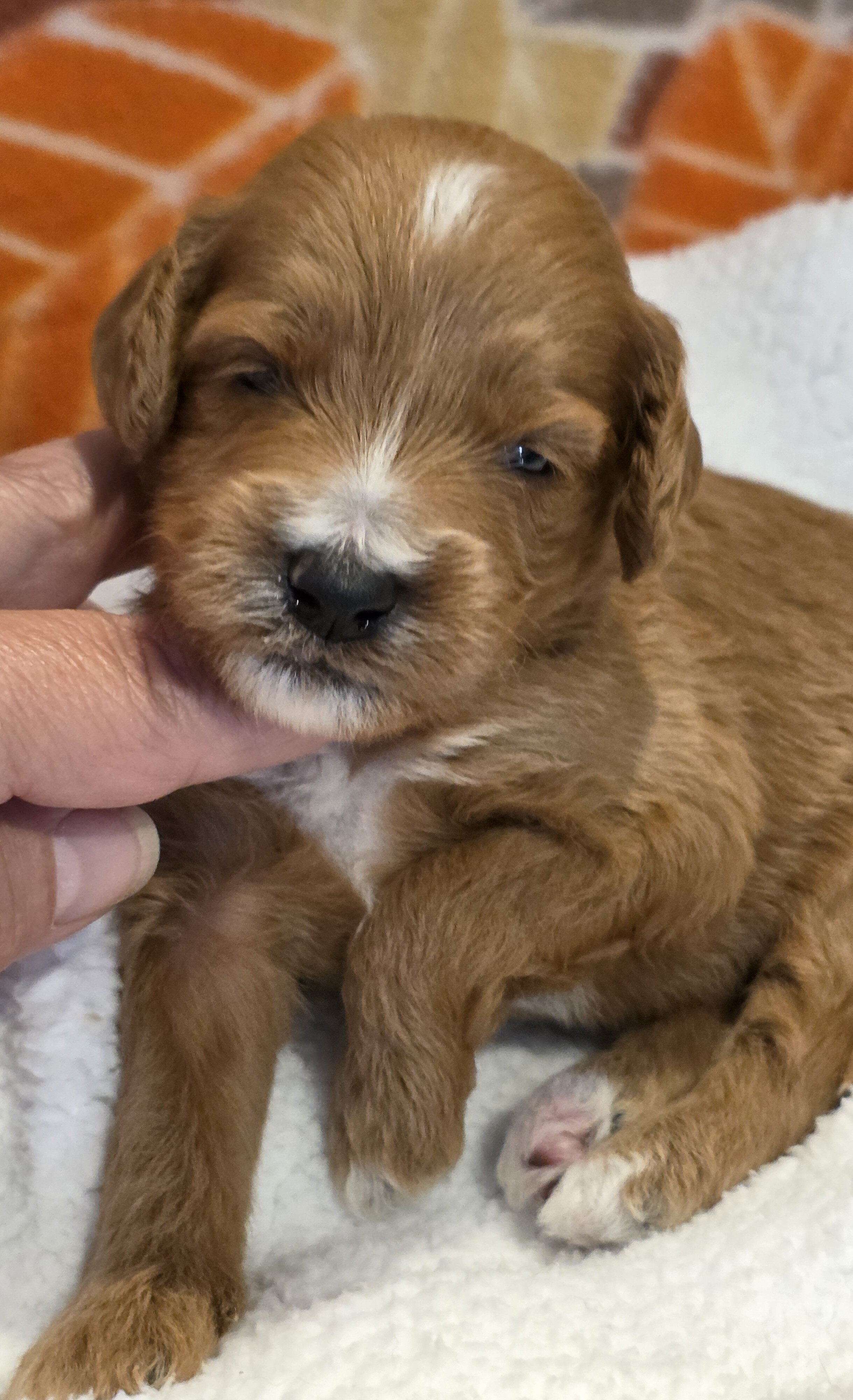 Miniature Goldendoodles image 6