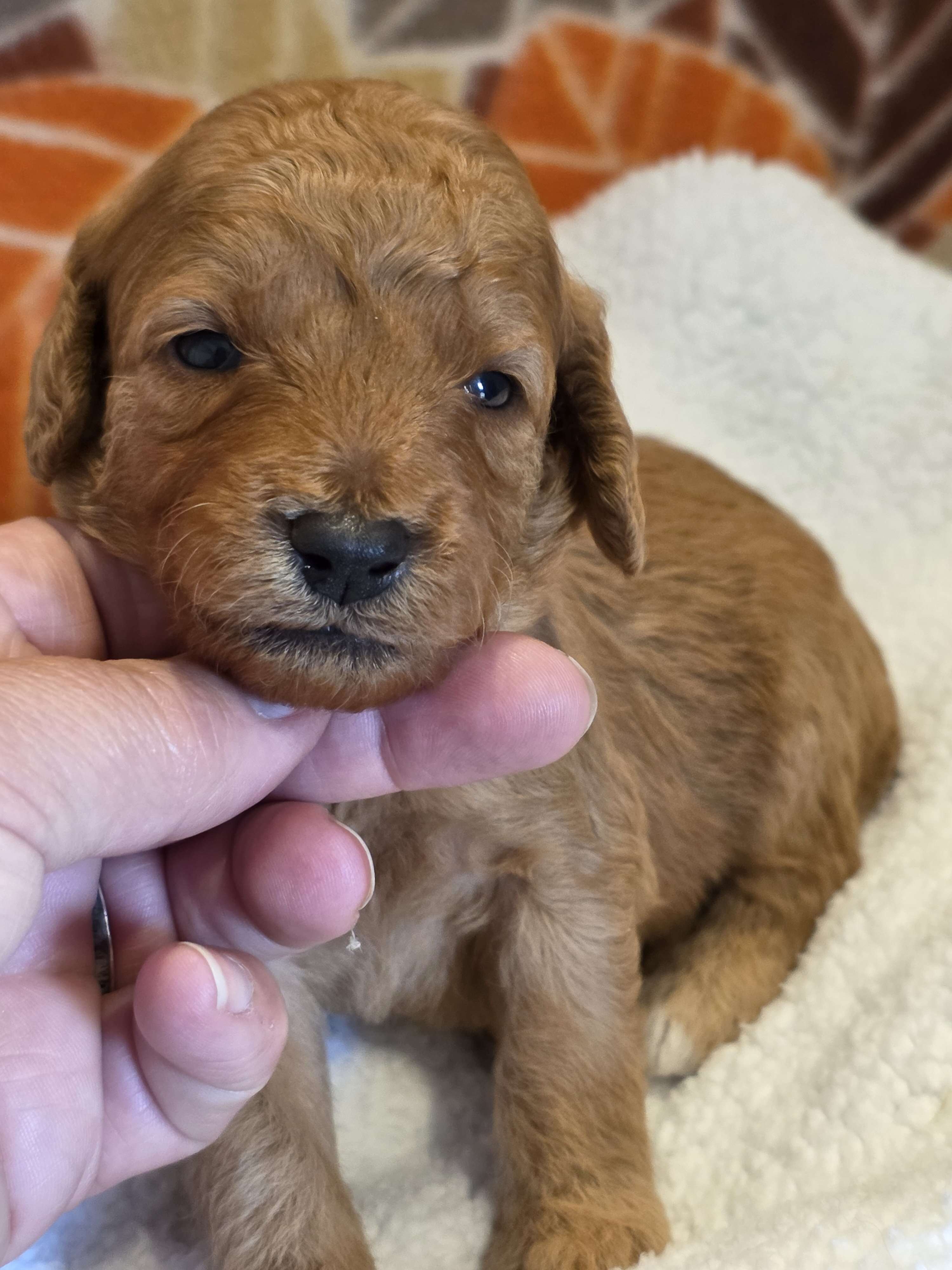 Miniature Goldendoodles image 7