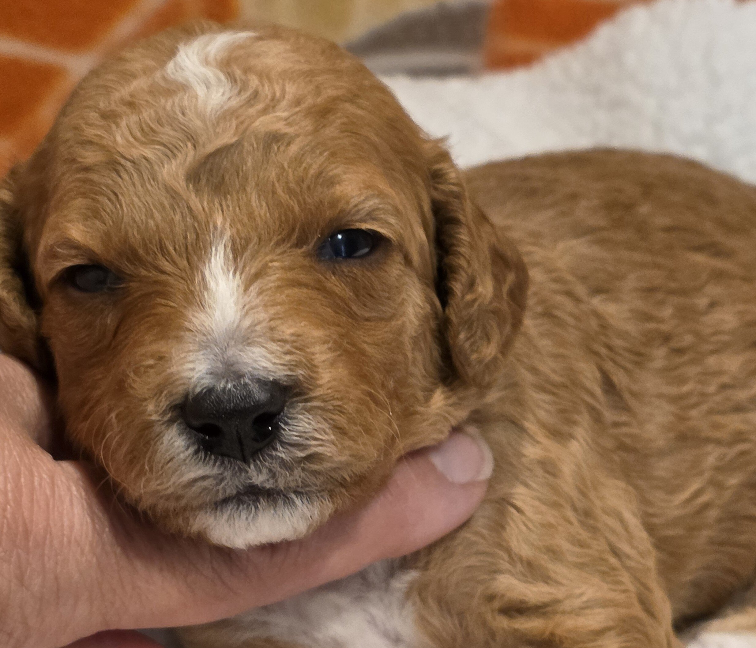 Miniature Goldendoodles image 8