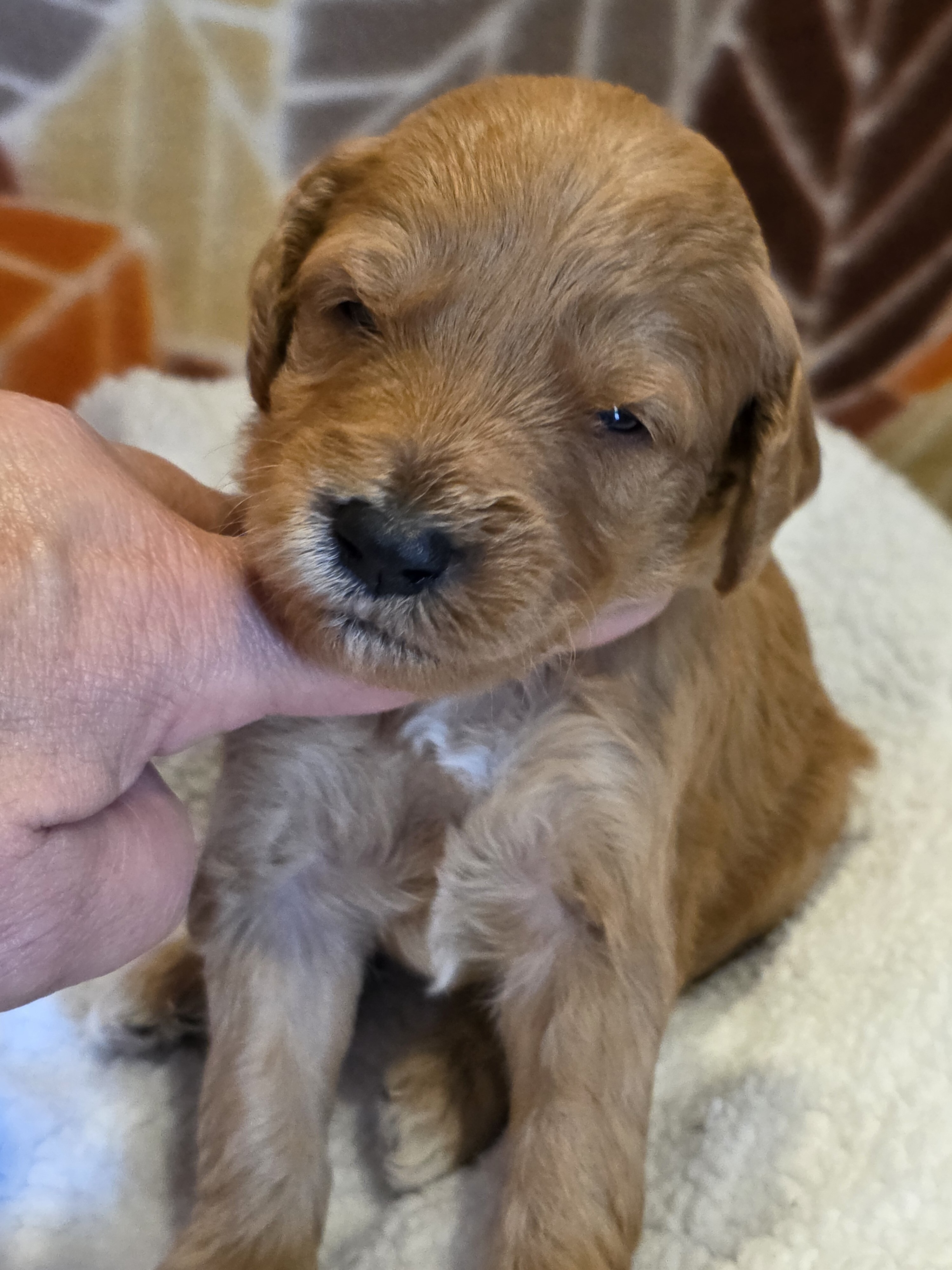 Miniature Goldendoodles image 9