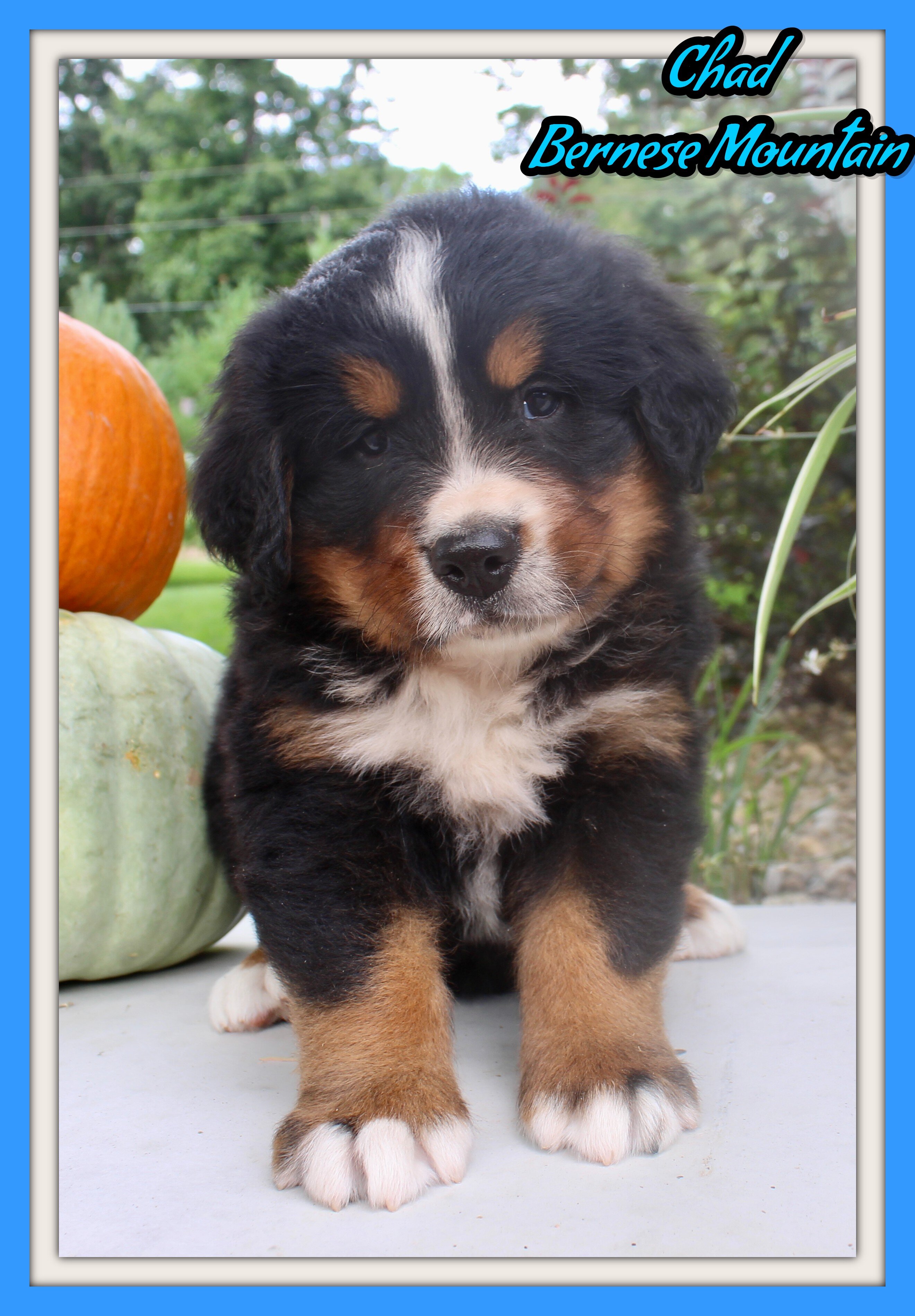 Chad Male AKC Bernese Mountain Dog image 1