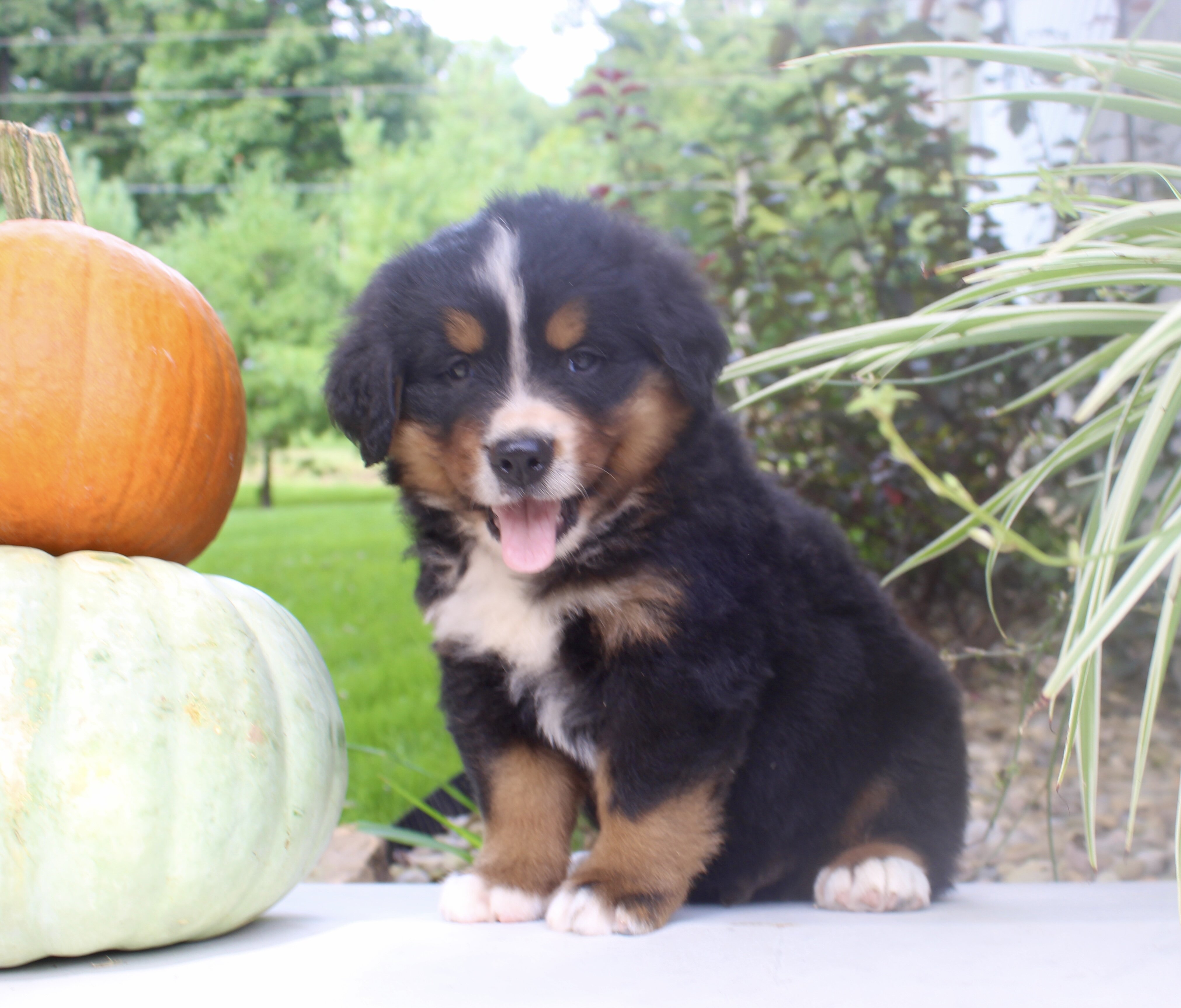 Chad Male AKC Bernese Mountain Dog image 2