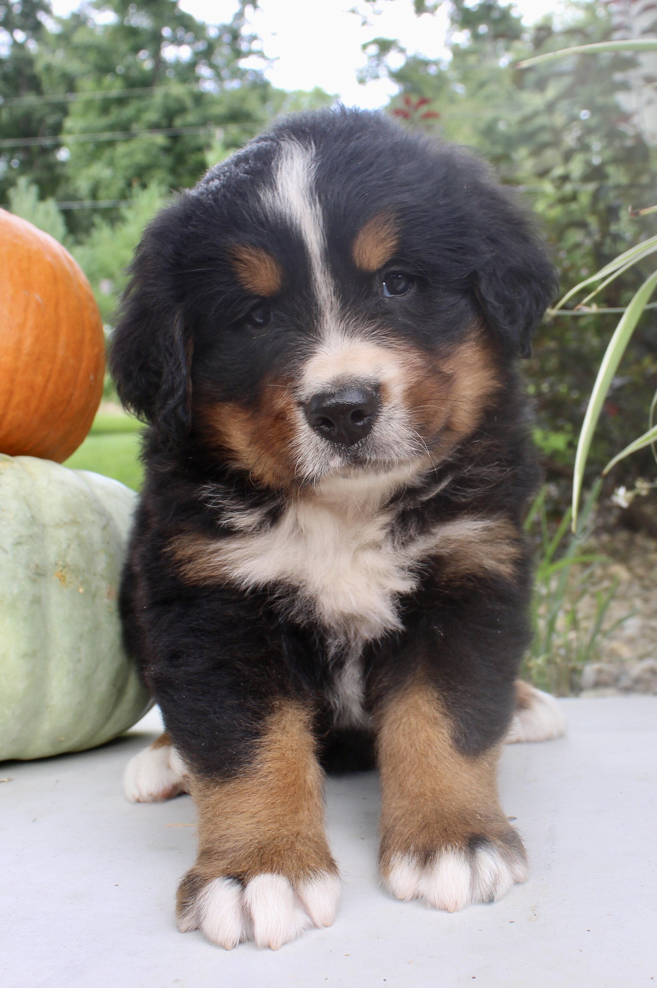 Chad Male AKC Bernese Mountain Dog image 3