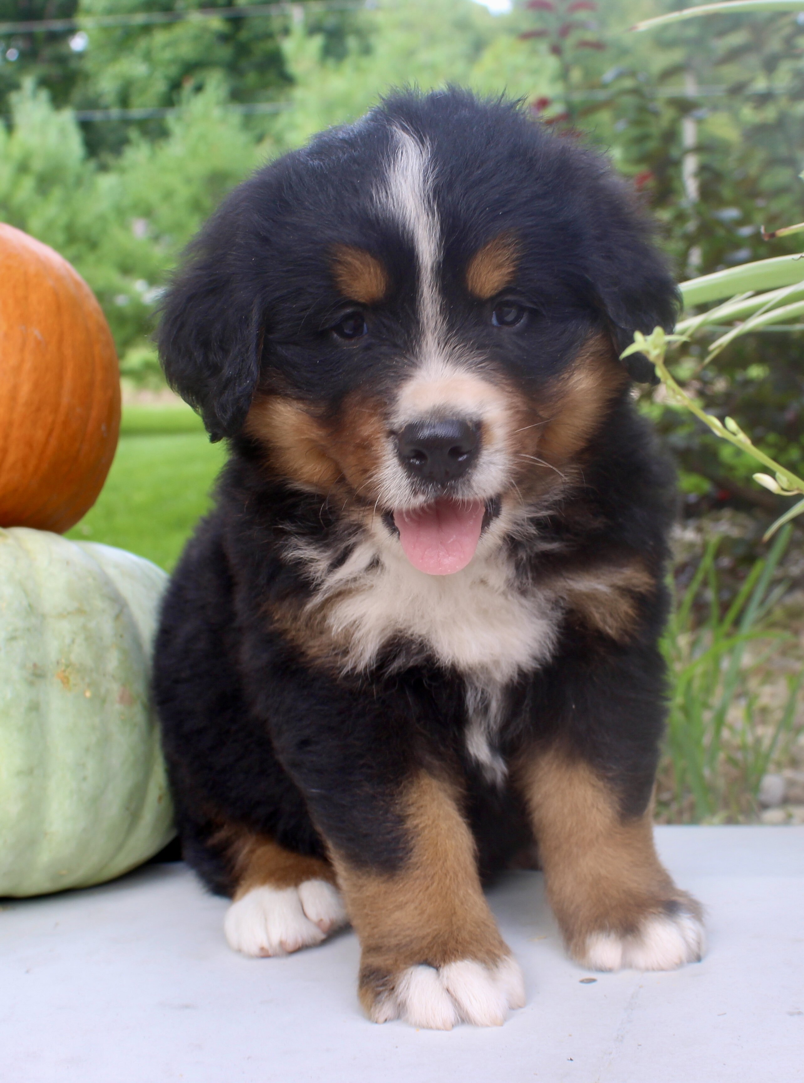 Chad Male AKC Bernese Mountain Dog image 4