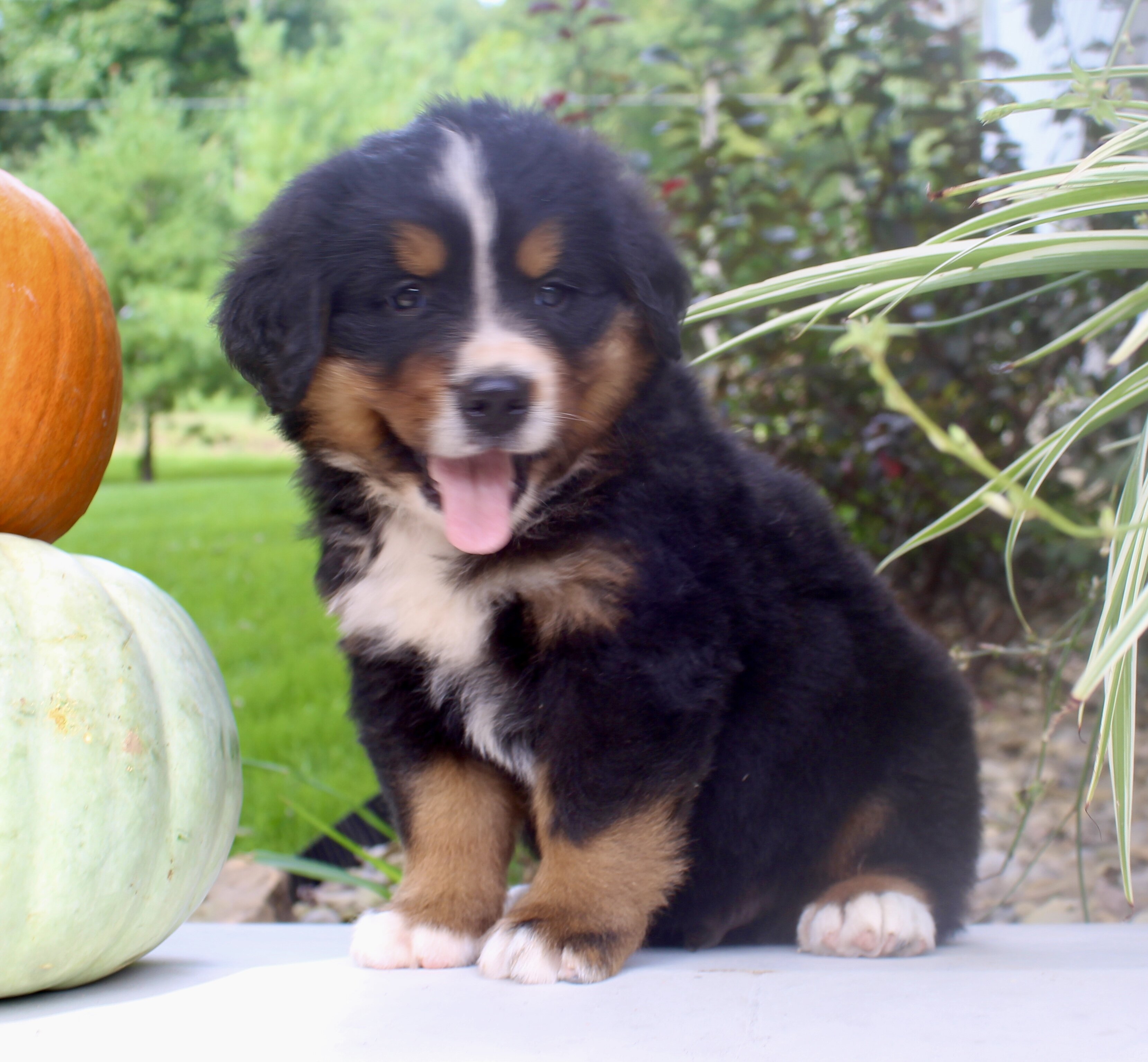 Chad Male AKC Bernese Mountain Dog image 5
