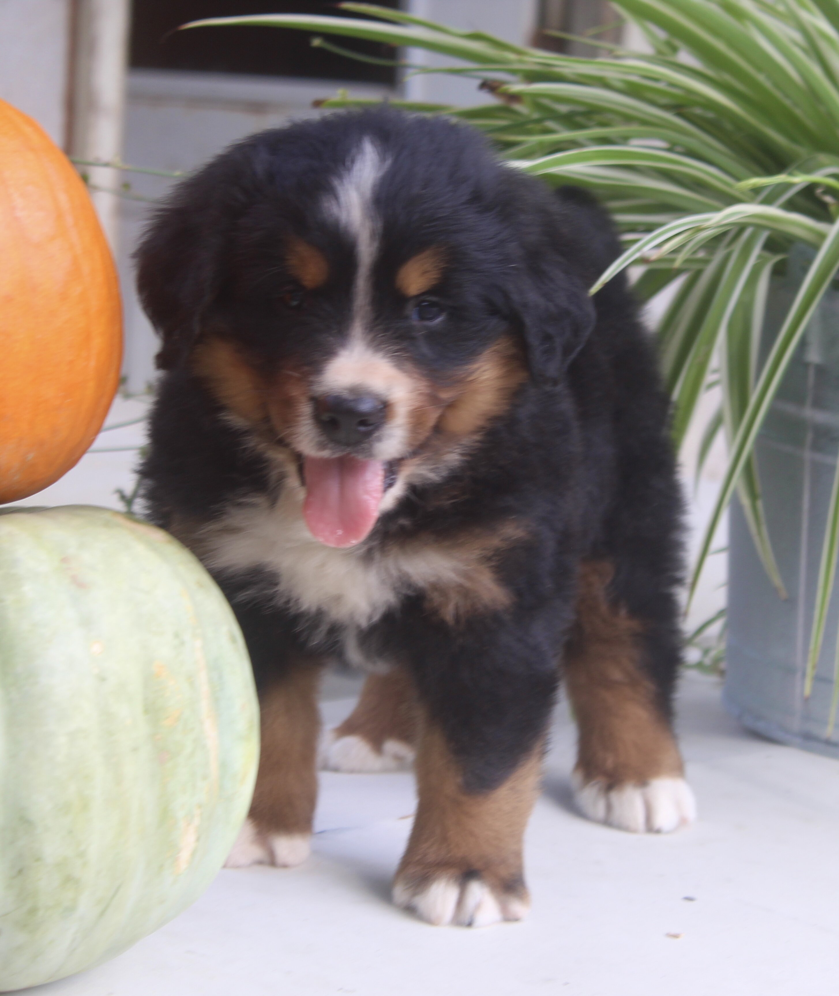 Chad Male AKC Bernese Mountain Dog image 6