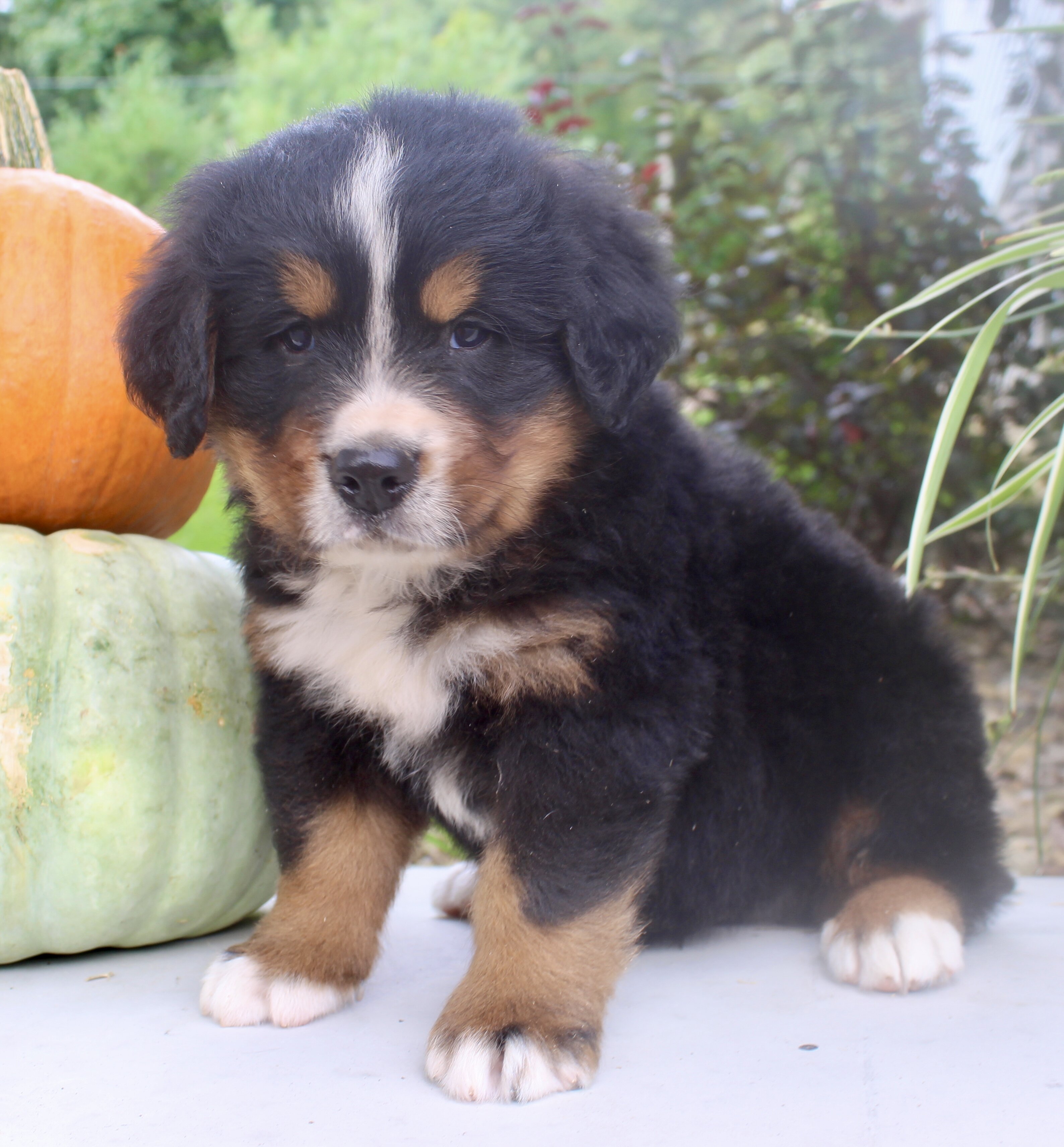 Chad Male AKC Bernese Mountain Dog image 7