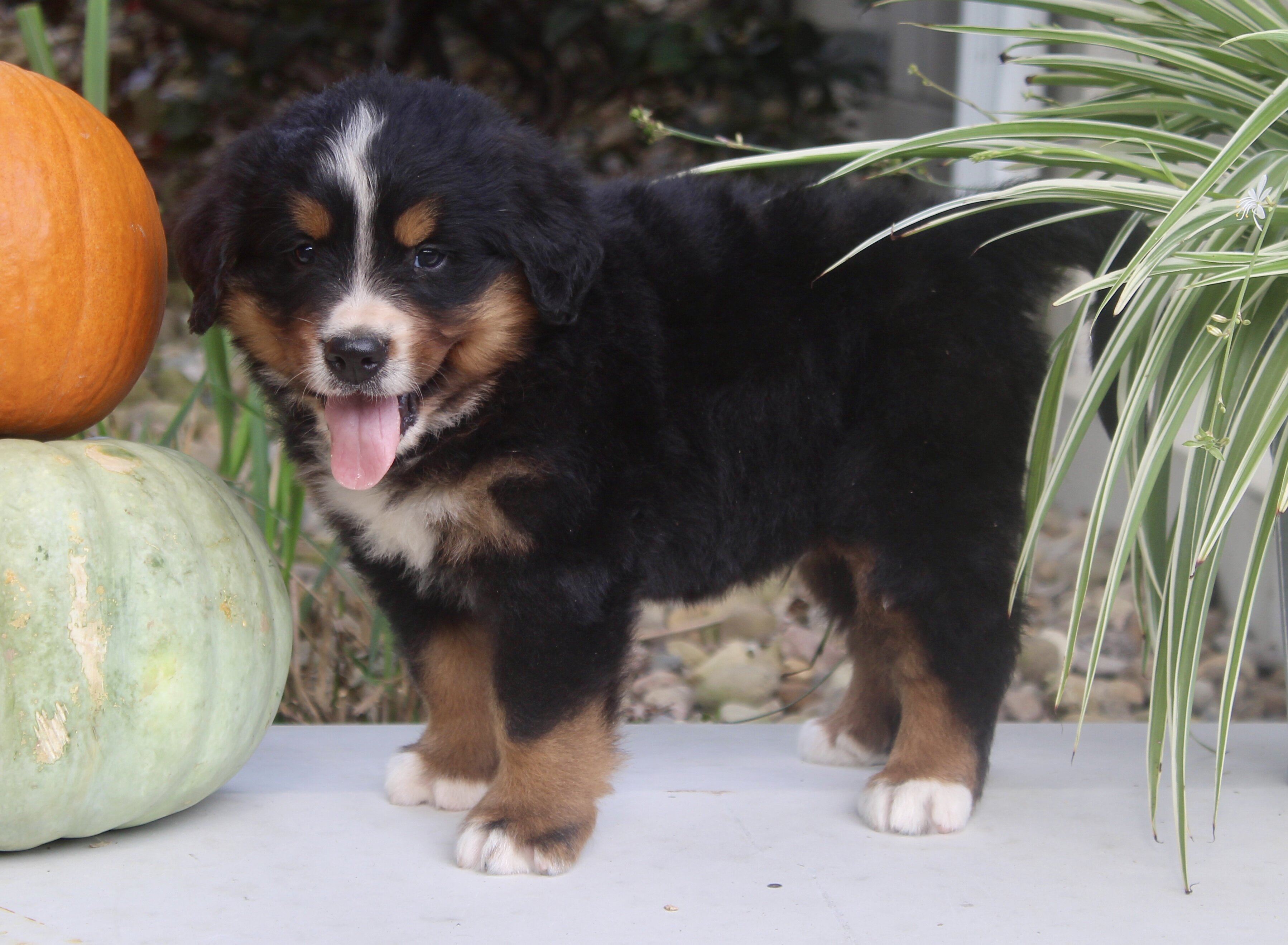 Chad Male AKC Bernese Mountain Dog image 8