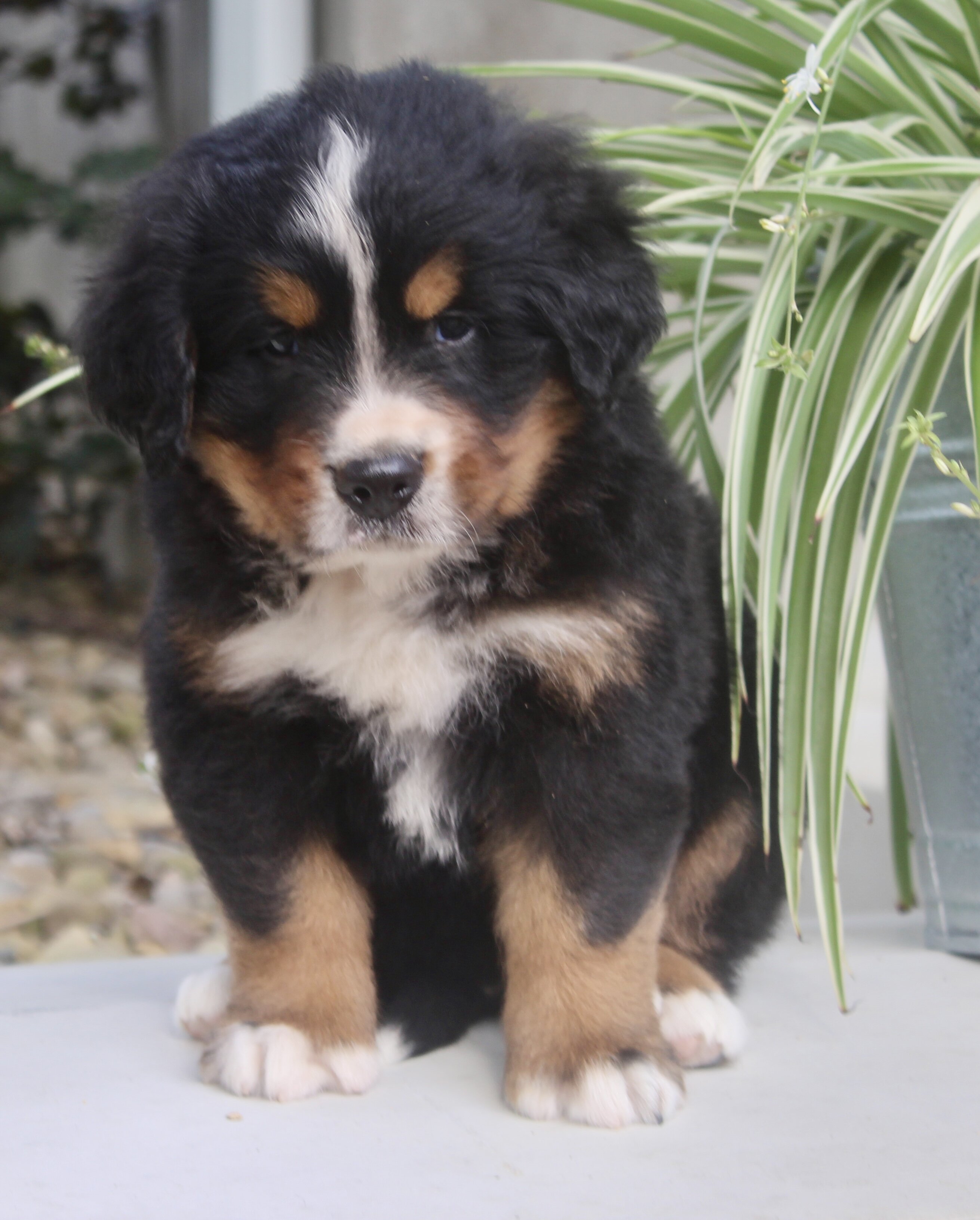 Chad Male AKC Bernese Mountain Dog image 9