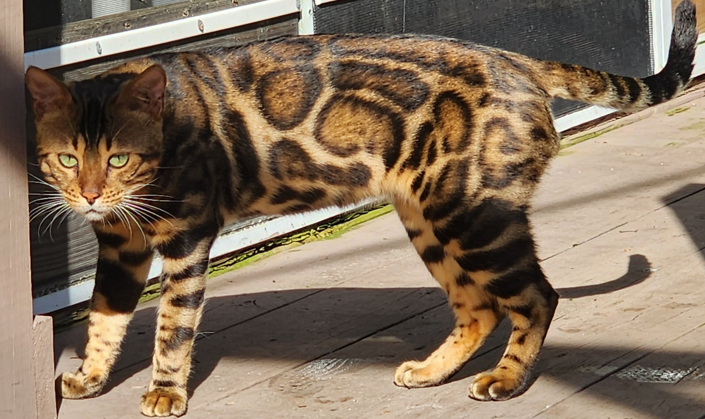 Snow bengal kitten for sale in Florida image 6
