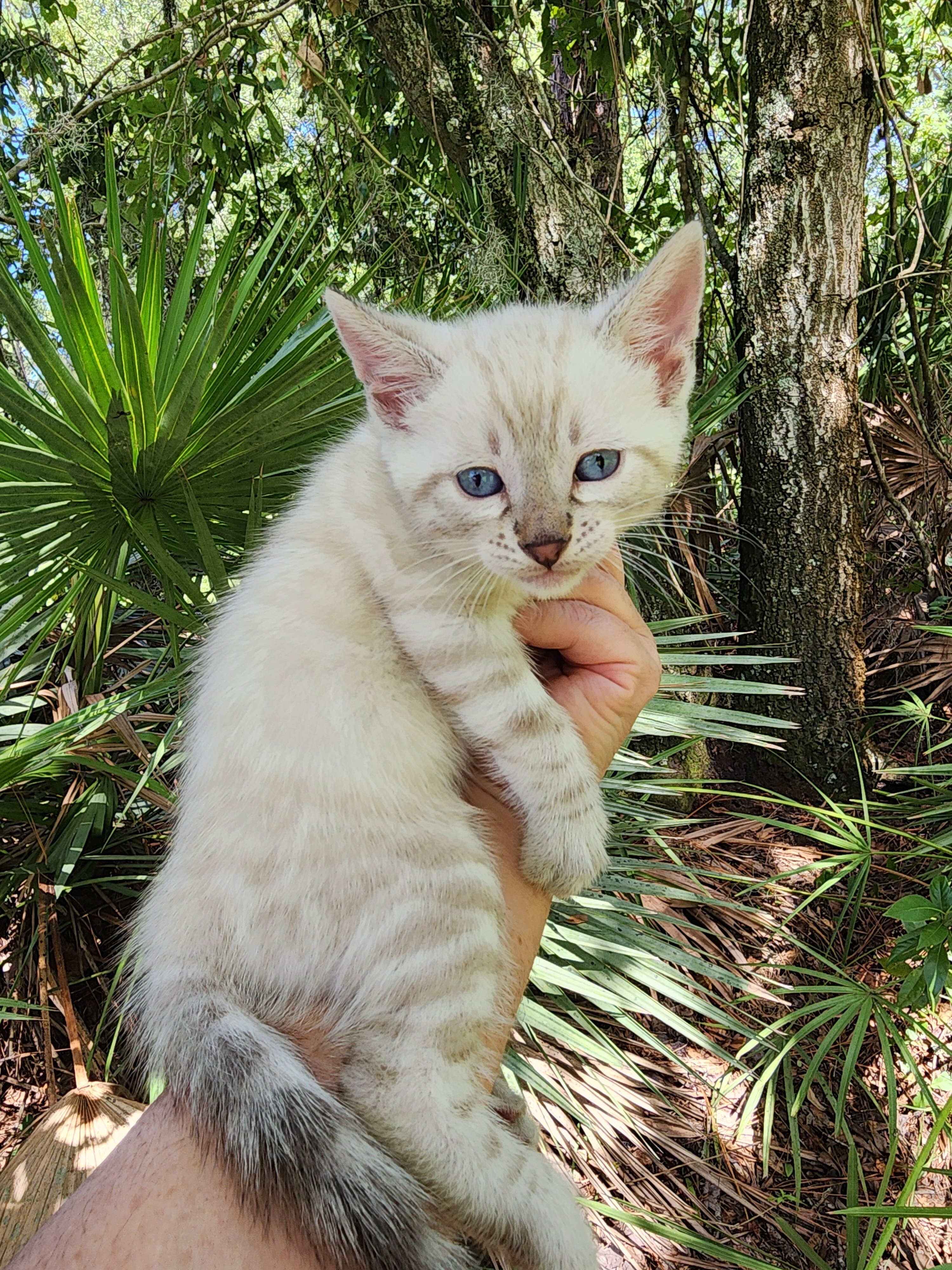 Snow bengal kitten for sale in Florida image 1