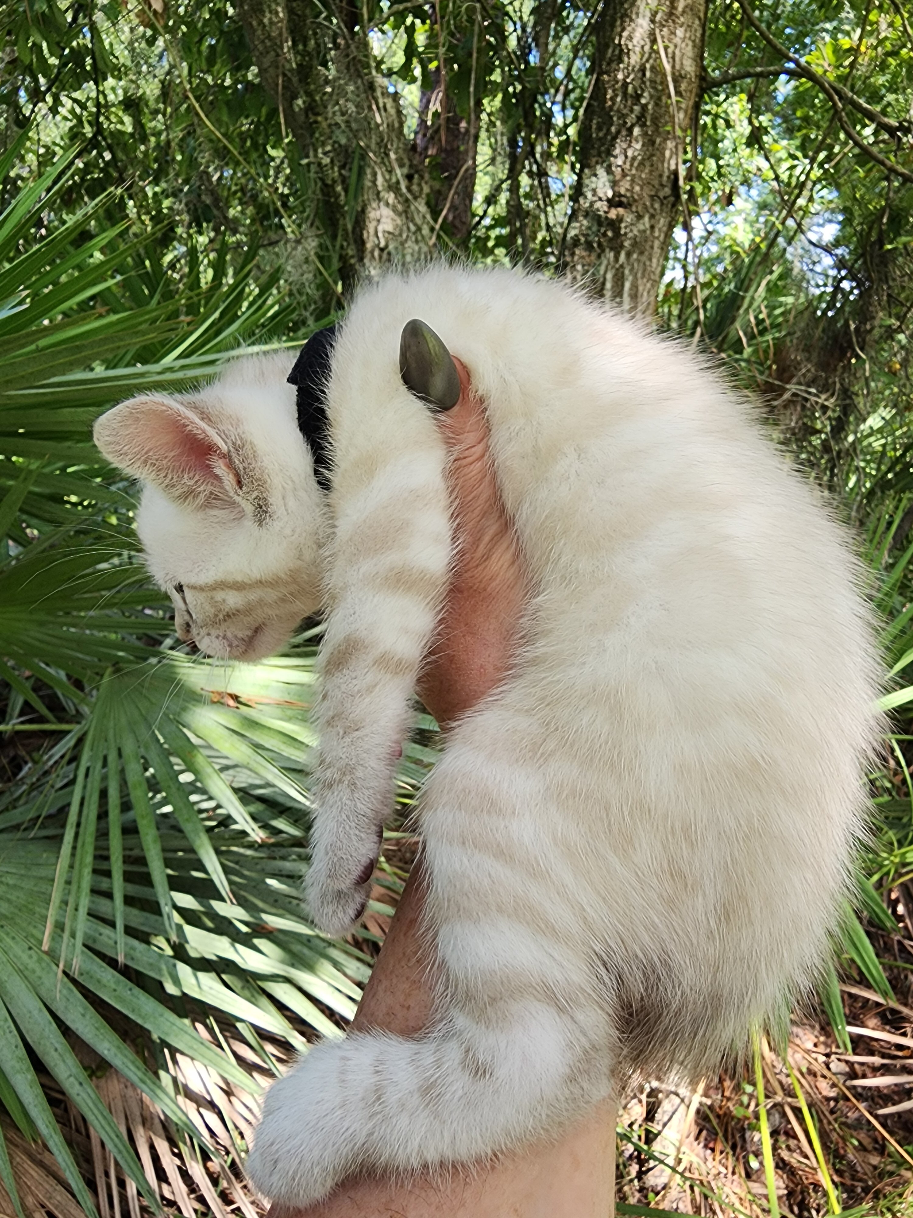 Snow bengal kitten for sale in Florida image 3