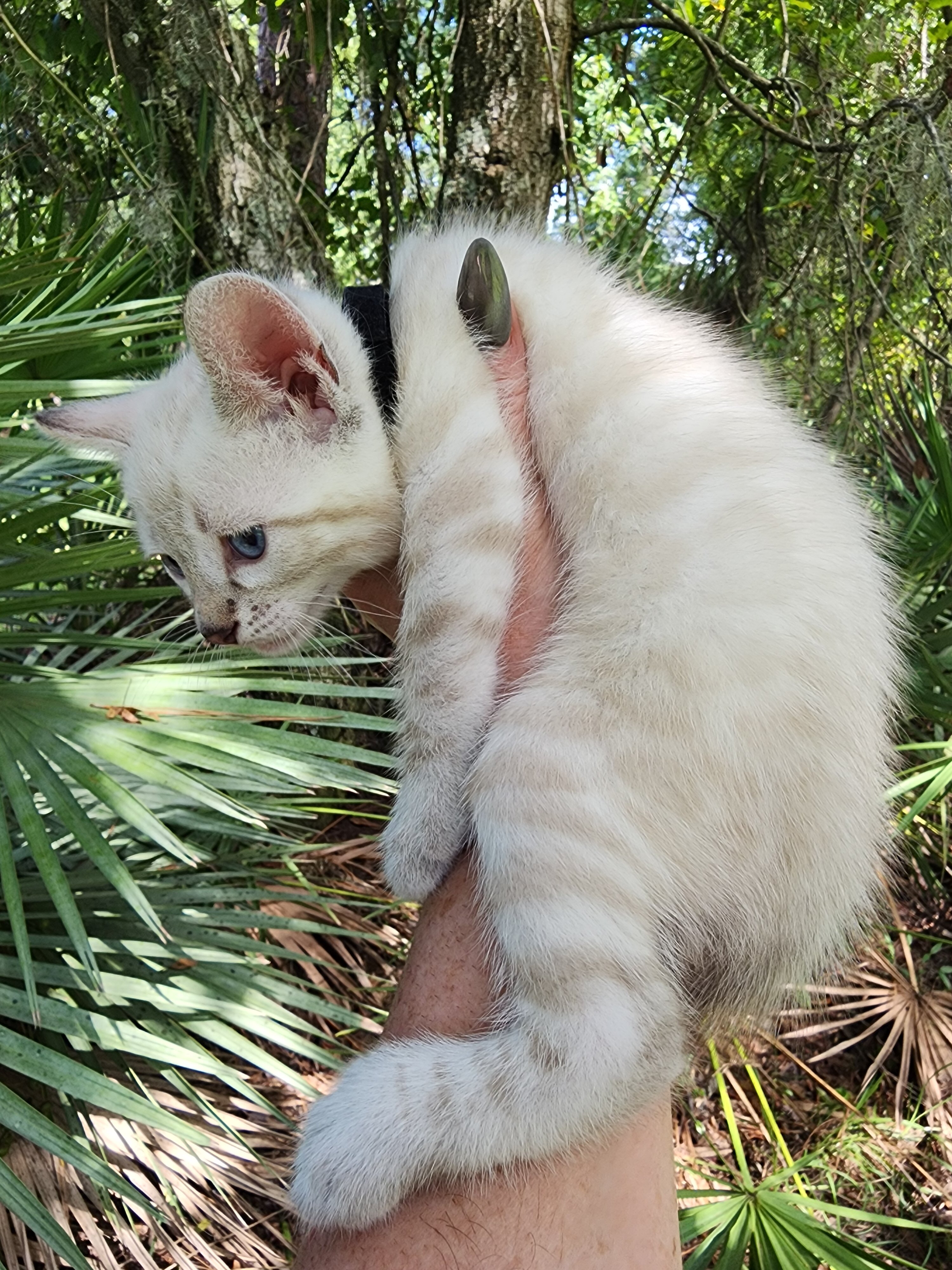 Snow bengal kitten for sale in Florida image 2
