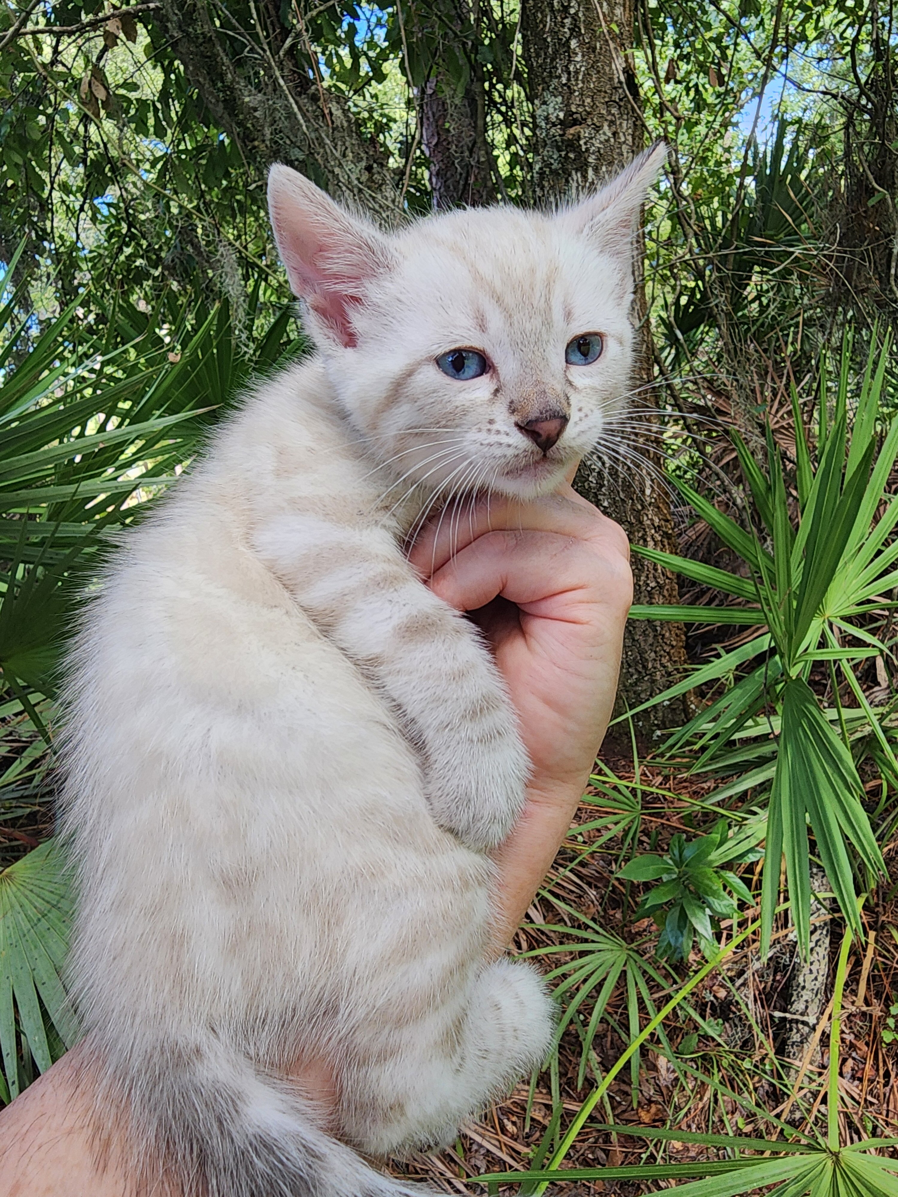 Snow bengal kitten for sale in Florida image 4