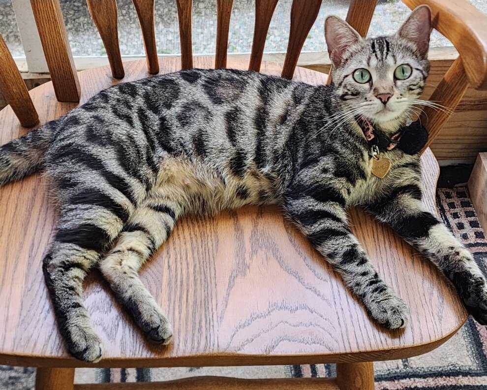 Snow bengal kitten for sale in Florida image 5
