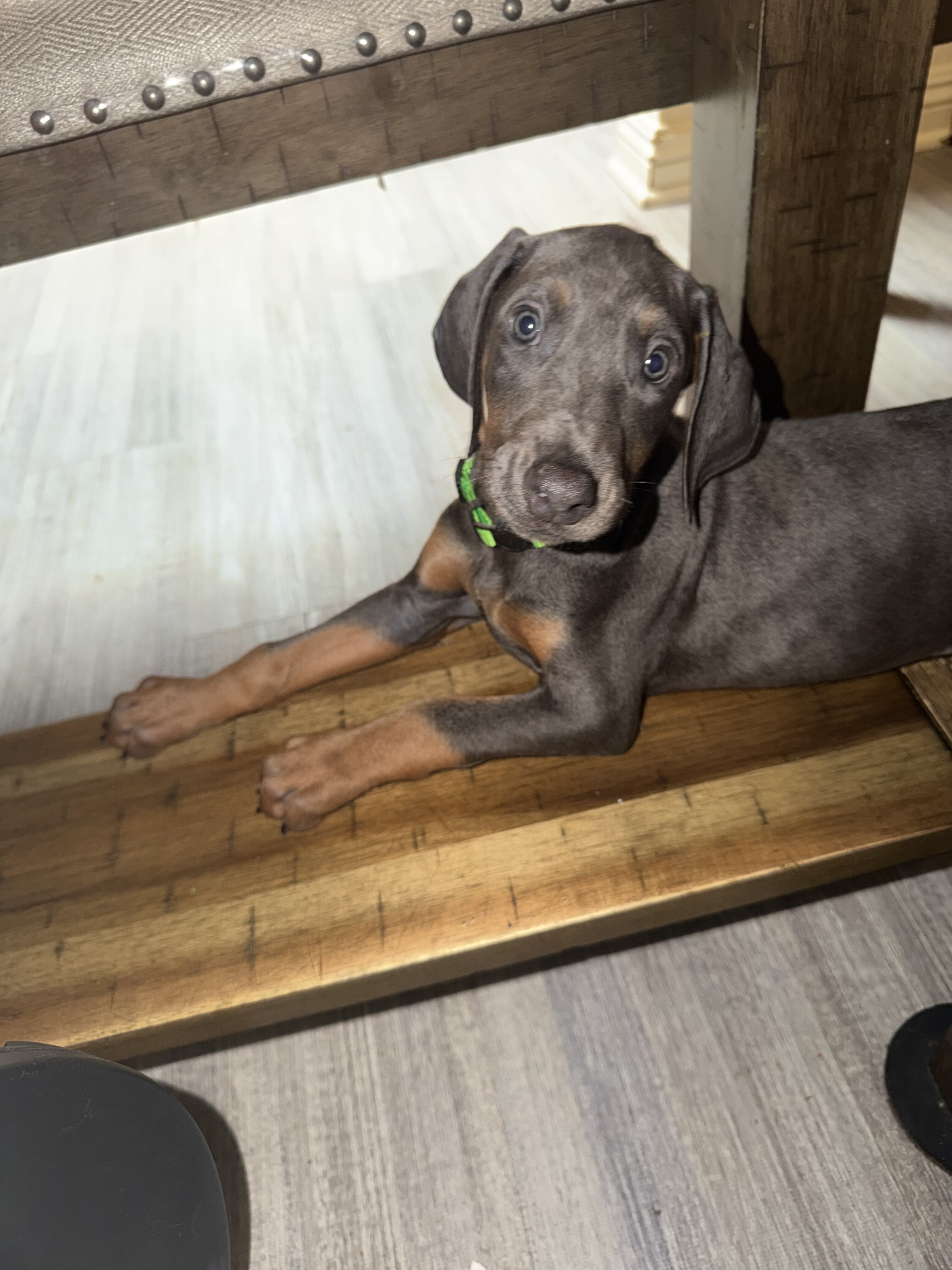 Doberman Puppies Looking for Forever Homes 🐾 image 4