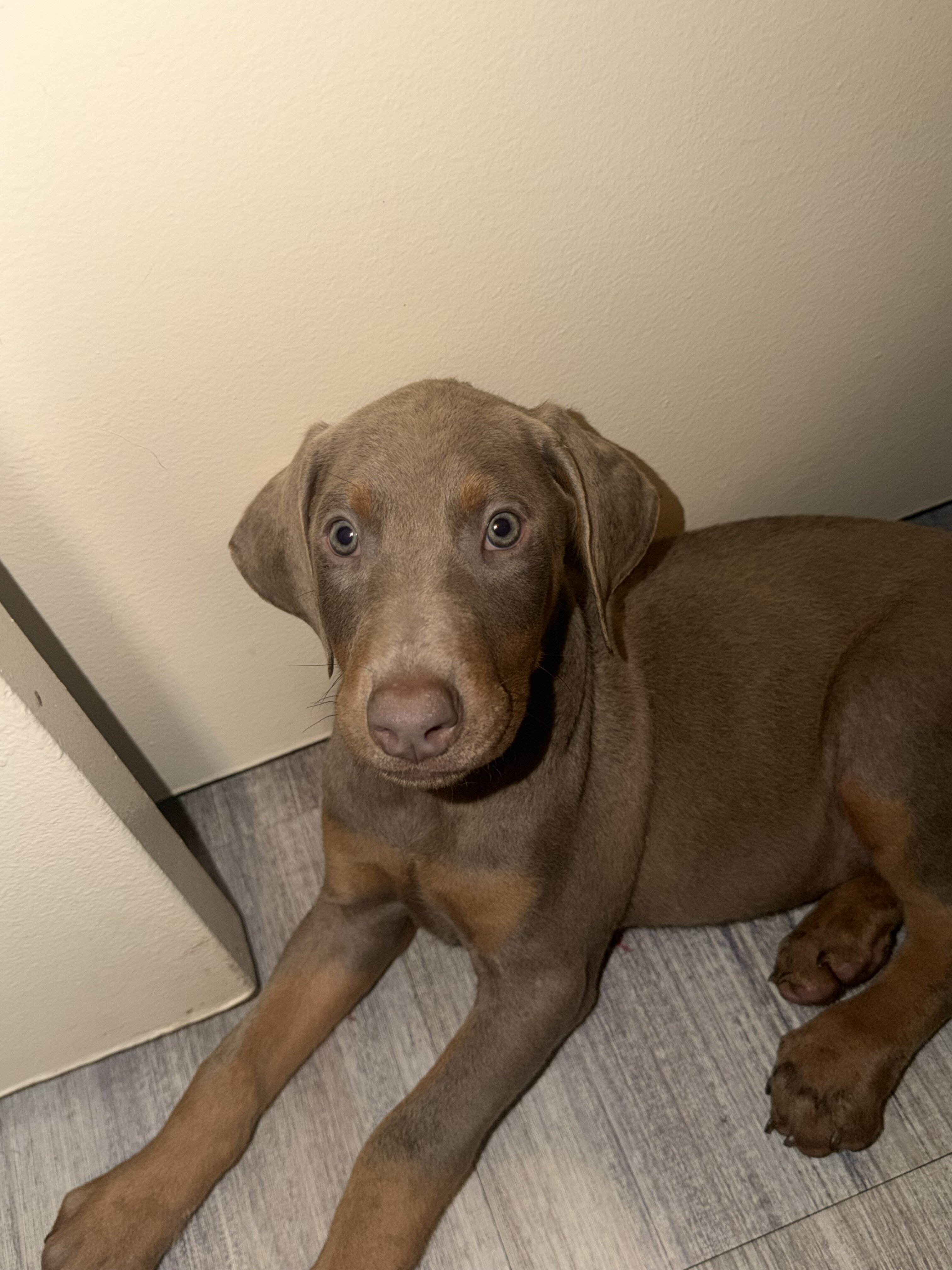 Doberman Puppies Looking for Forever Homes 🐾 image 3