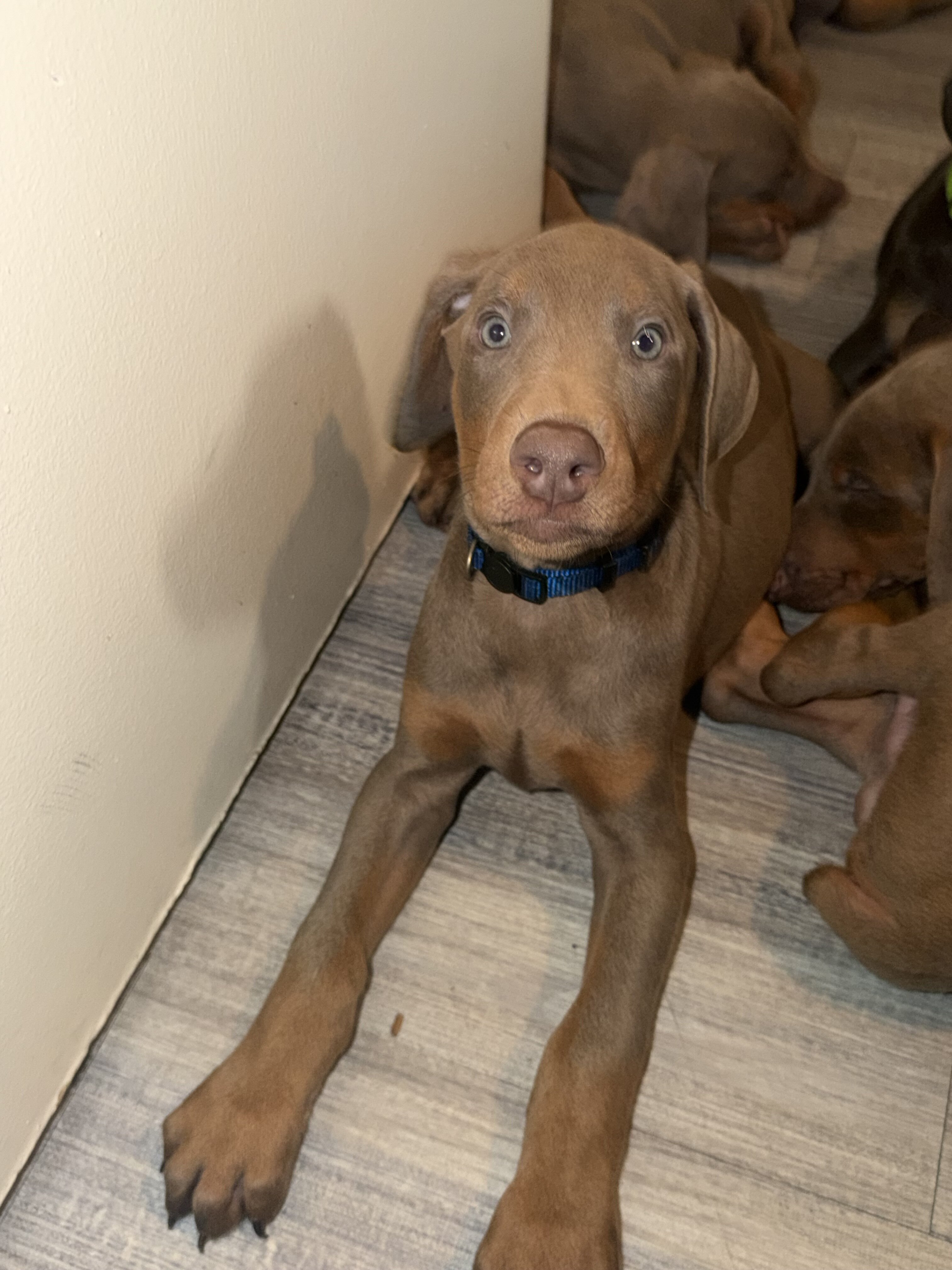 Doberman Puppies Looking for Forever Homes 🐾 image 2