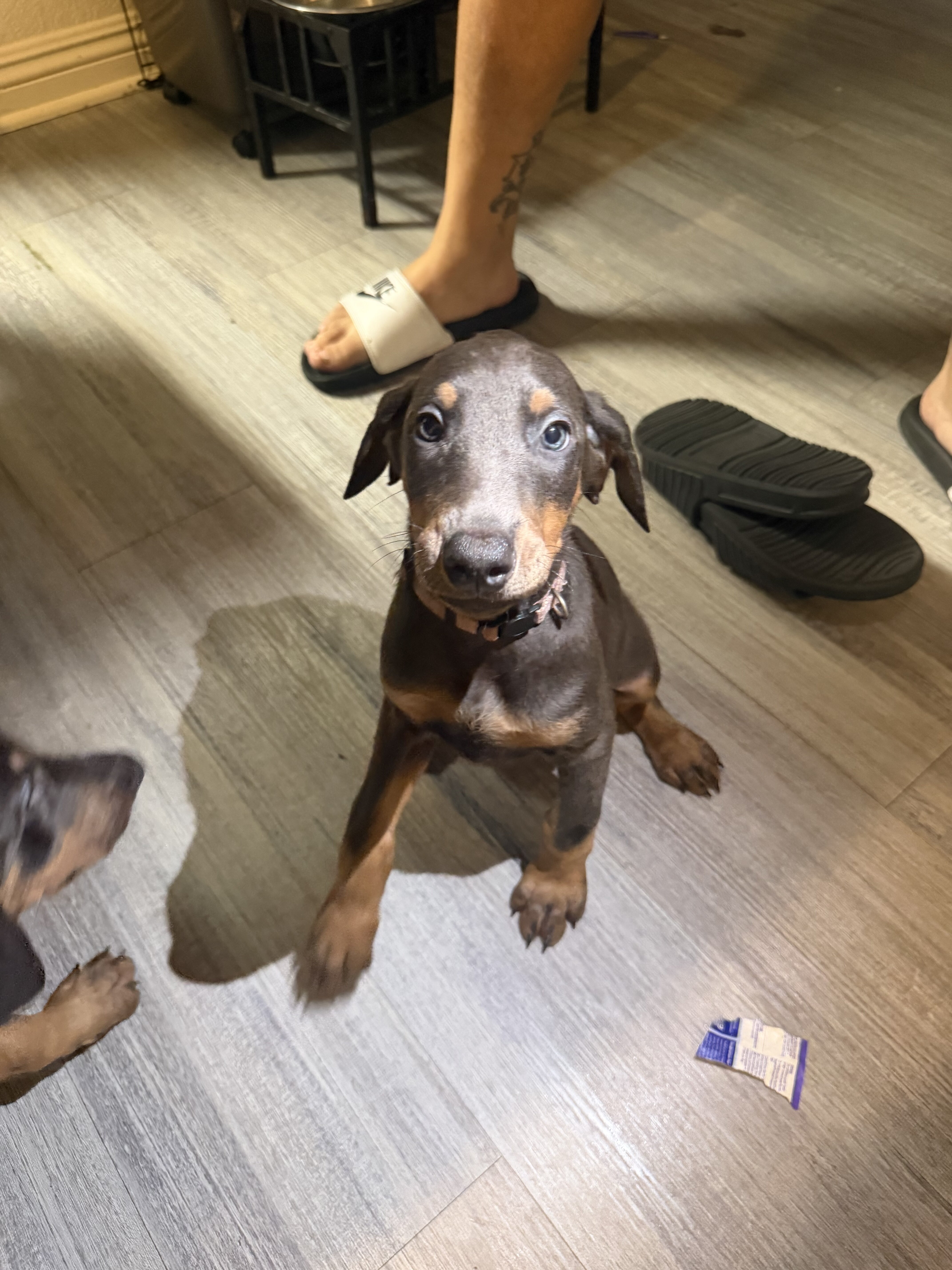 Doberman Puppies Looking for Forever Homes 🐾 image 1