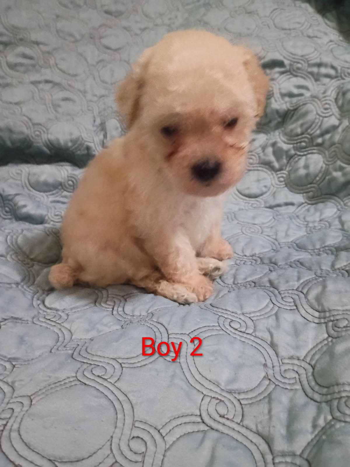 Toy Poodle Puppies image 7