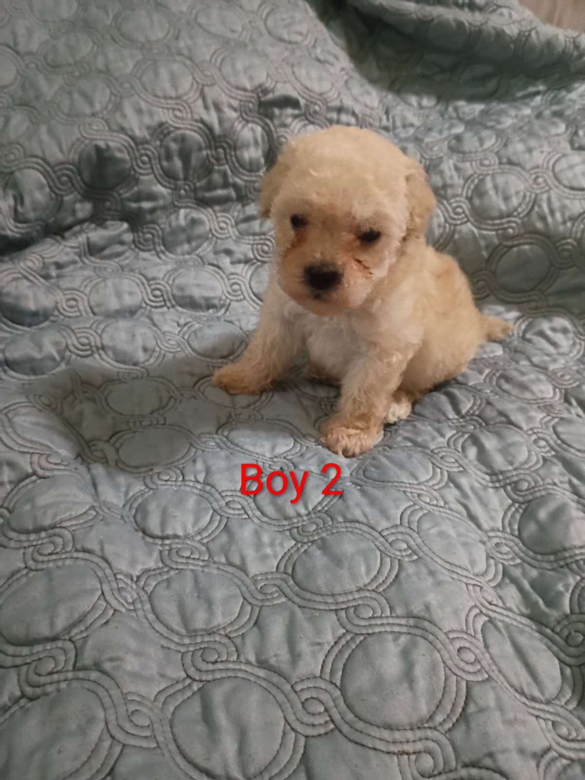 Toy Poodle Puppies image 6