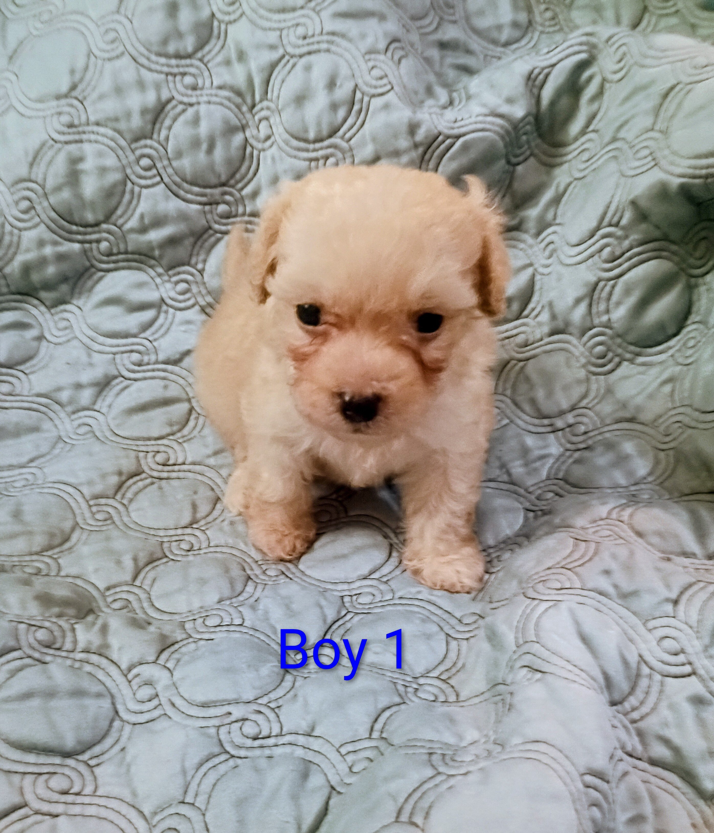Toy Poodle Puppies image 1